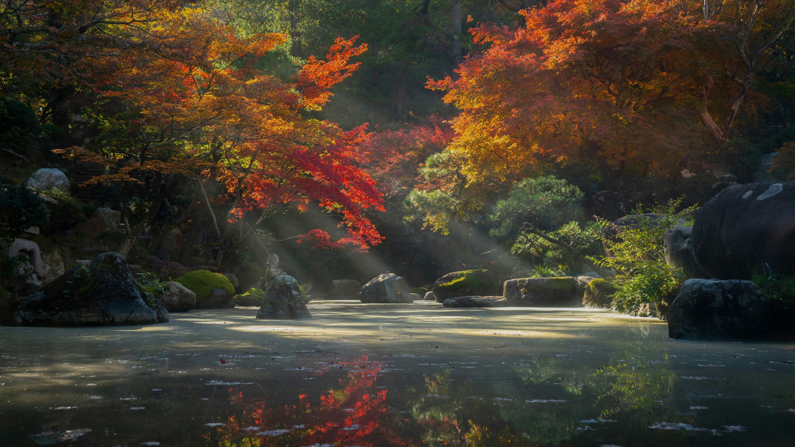 2560x1440 Autumn Radiance In A Japanese Garden 1440P Resolution , HD 4k Wallpaper, Image, Background, Photos and Picture