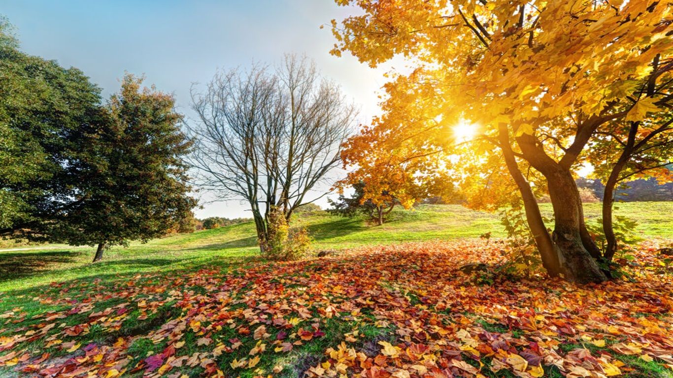 1366x768 Autumn Garden Jobs: 9 Essentials To Prepare For Winter