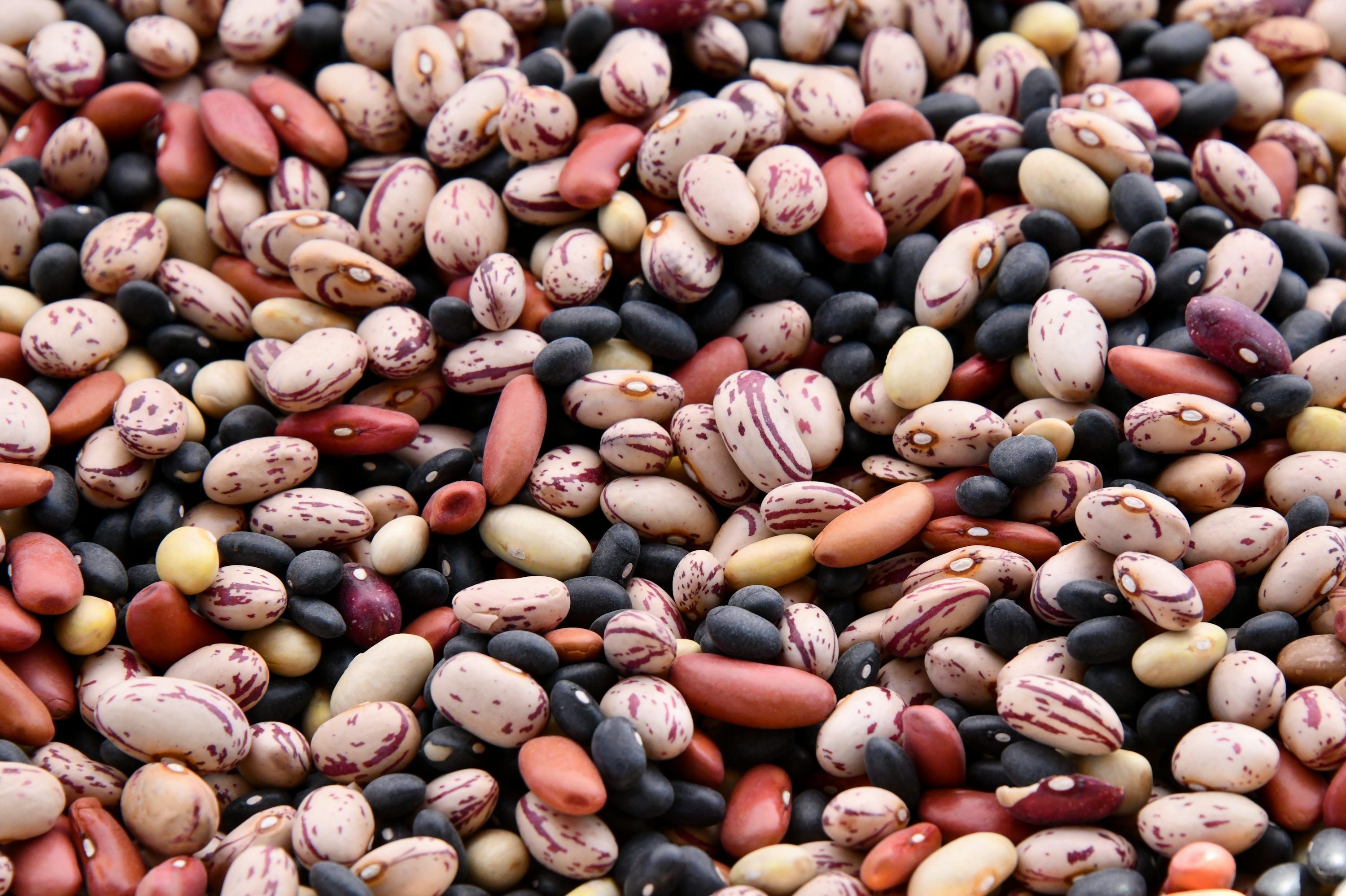 3000x1998 Assorted Colored Bean Lot