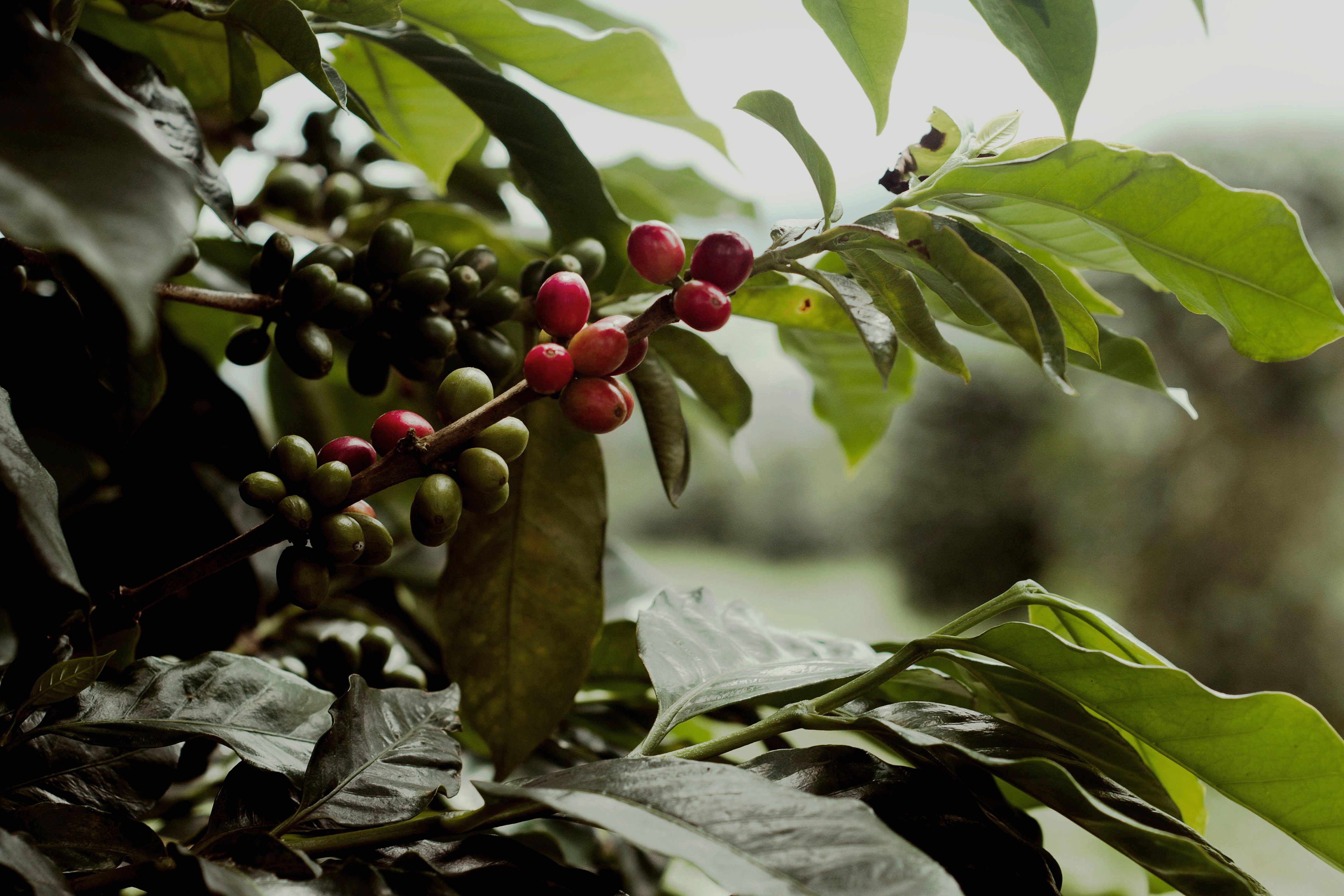 4608x3072 Red Berry Fruit · Free