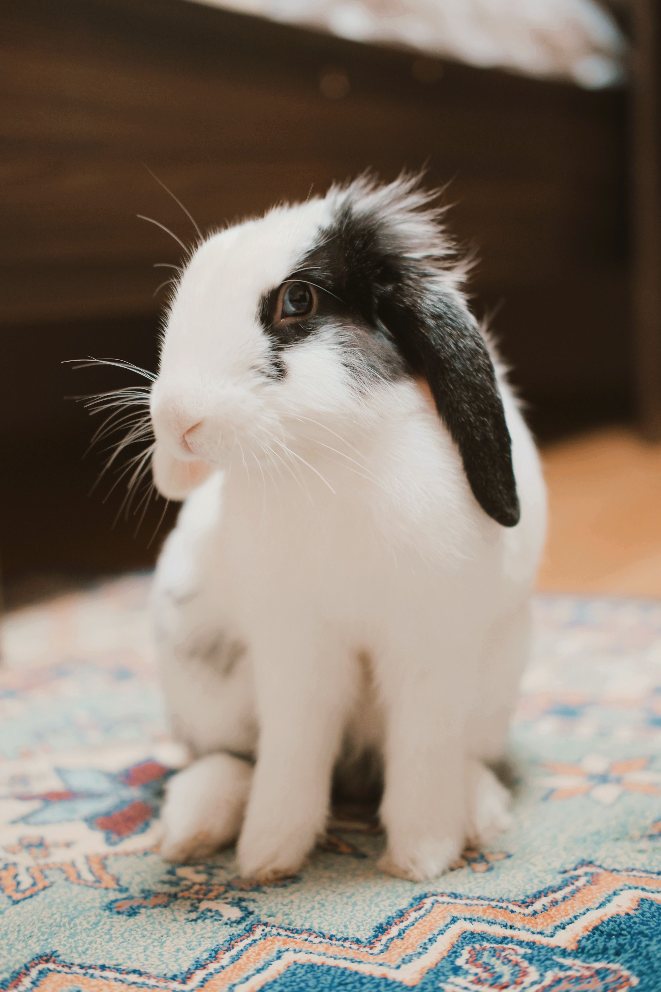 2730x4096 Holland Lop Bunny Photo, Download The BEST Free Holland Lop Bunny & HD Image