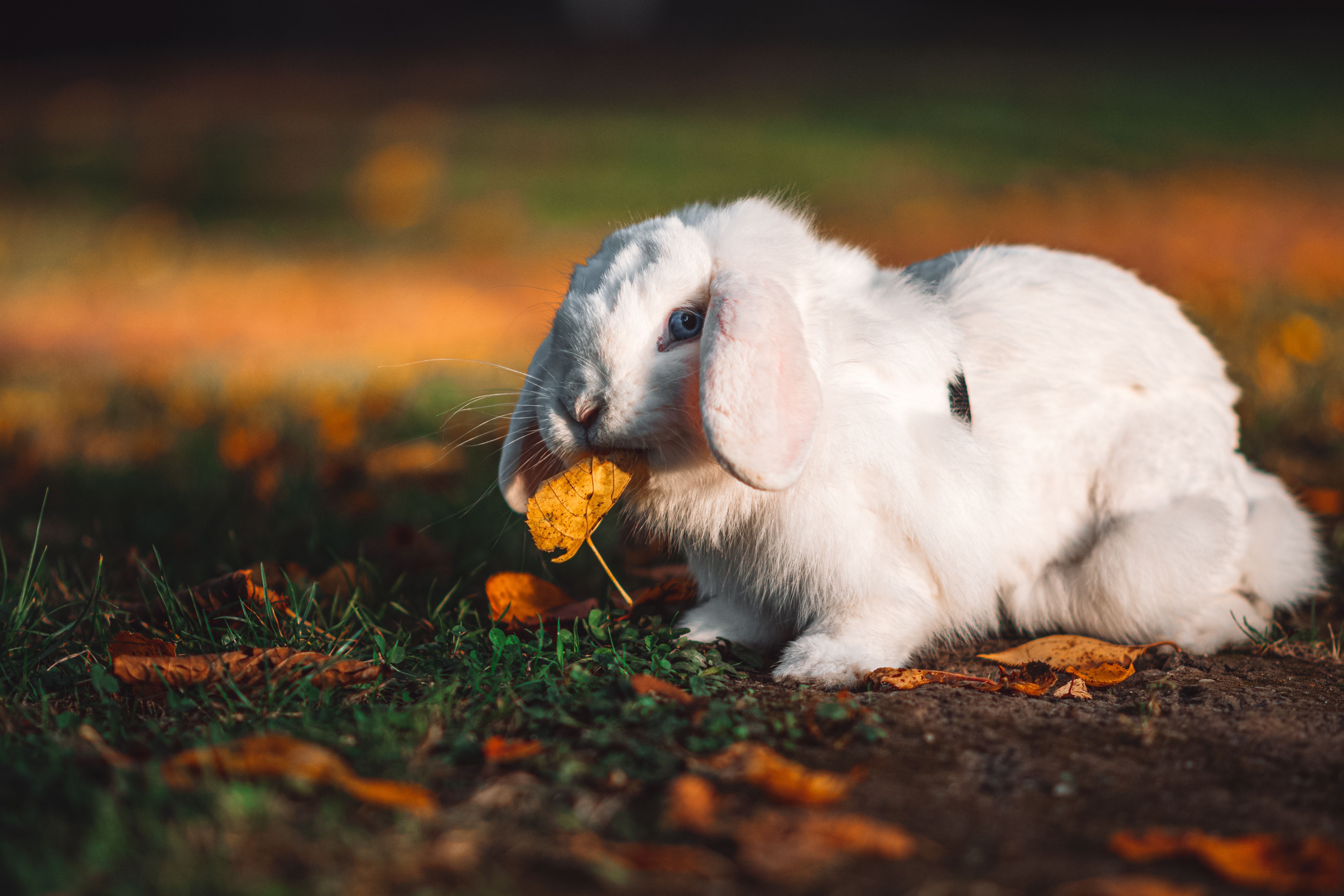5568x3712 Holland Lop Bunny Photo, Download The BEST Free Holland Lop Bunny & HD Image