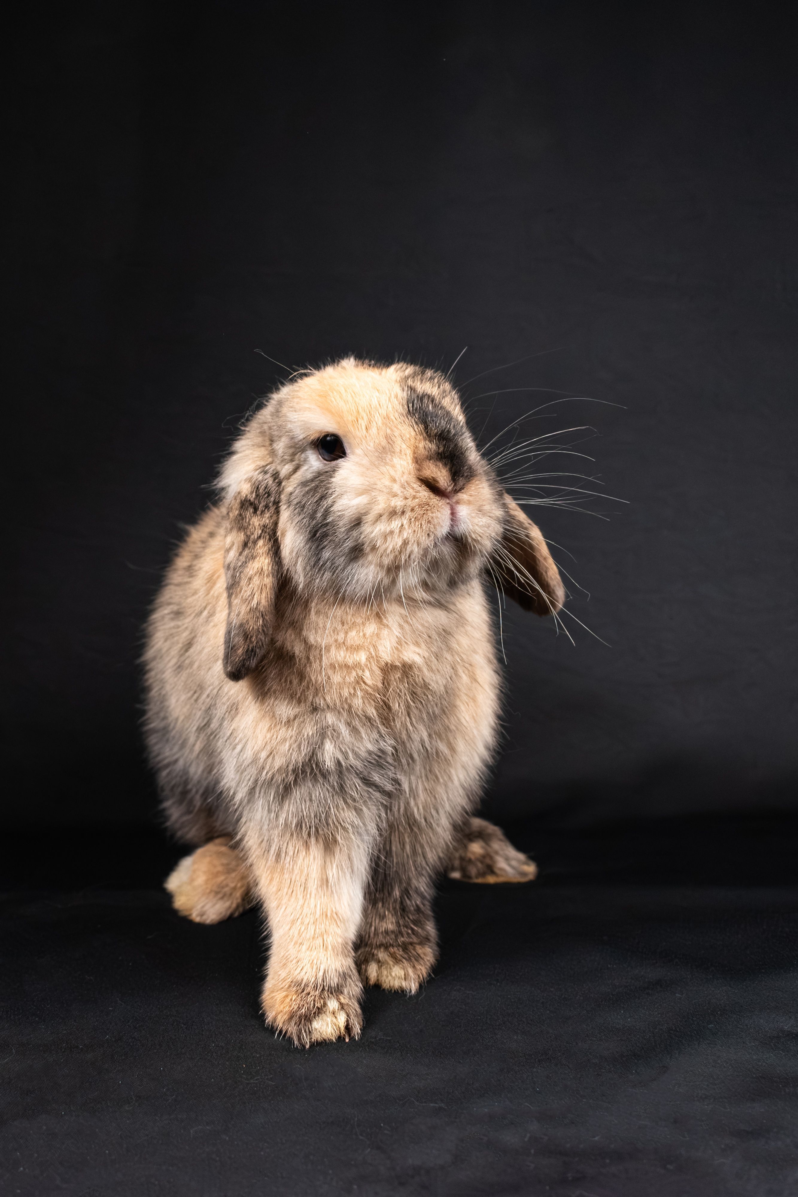 2667x4000 Holland Lop Bunny Photo, Download The BEST Free Holland Lop Bunny & HD Image