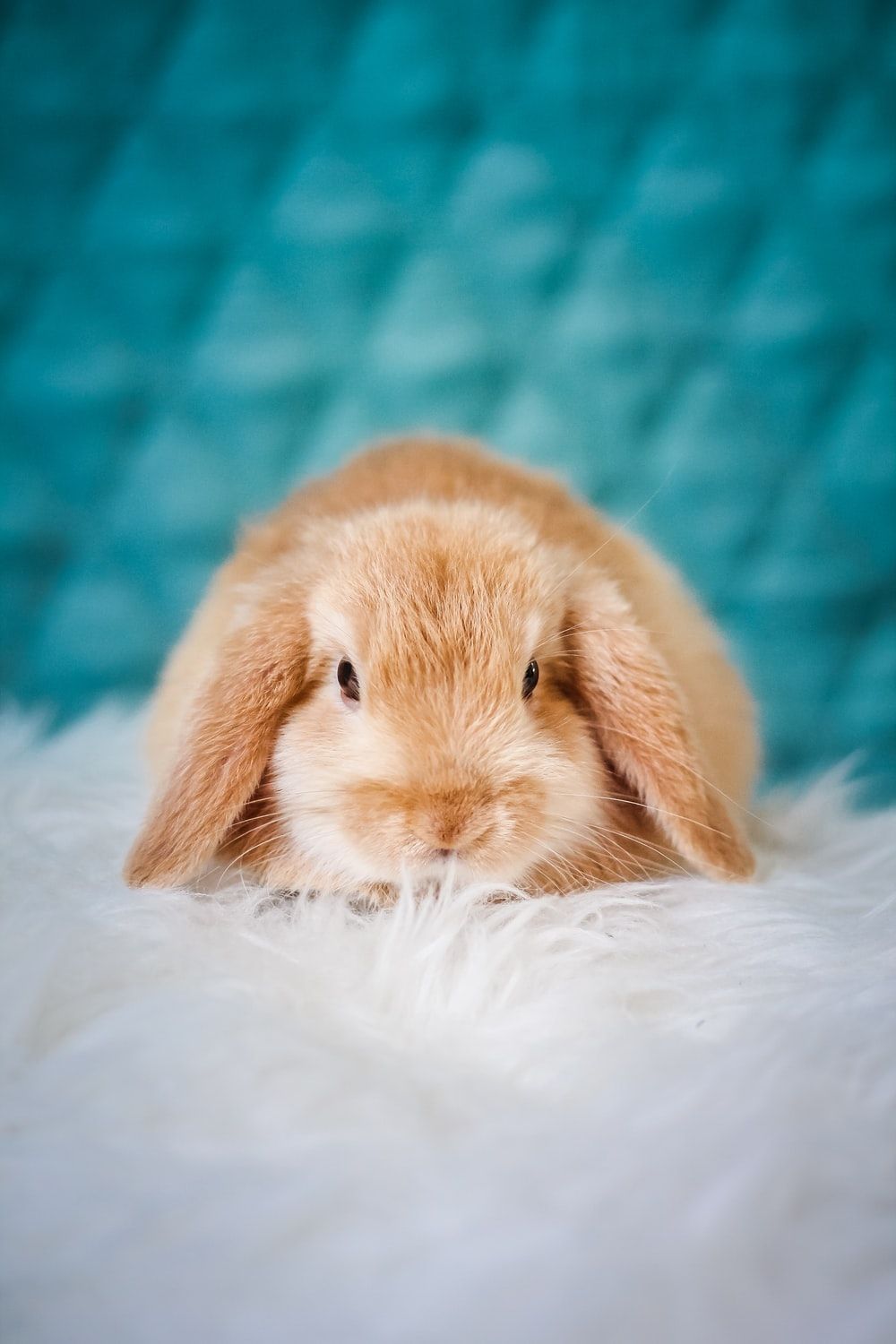 1000x1500 Holland Lop Wallpaper