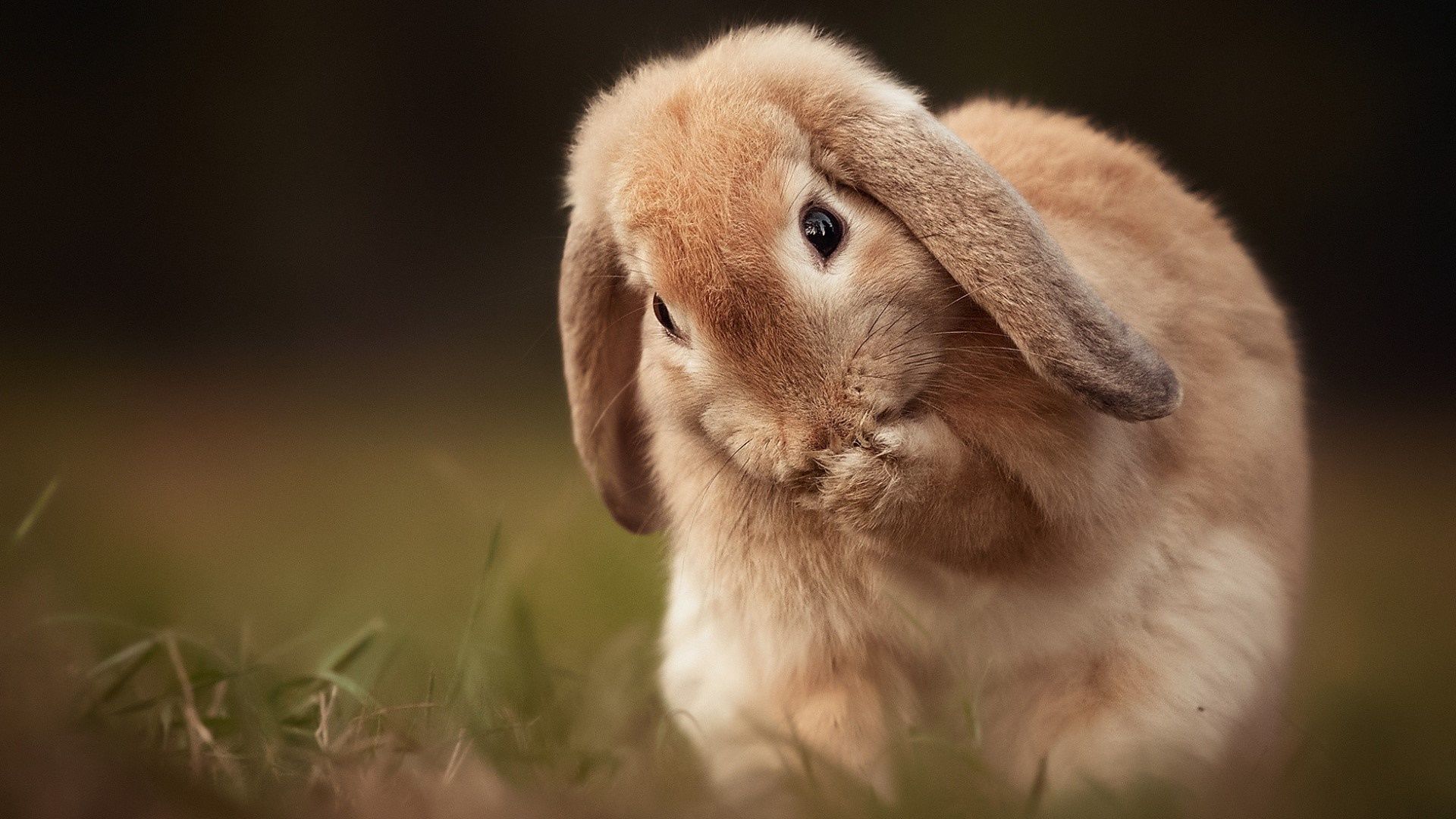 1920x1080 Holland Lop