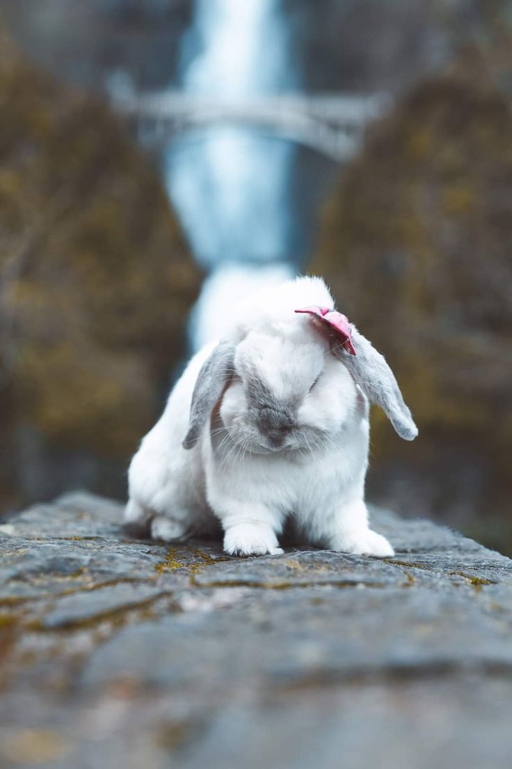 736x1104 Adorable White Rabbit by a Waterfall. Holland lop wallpaper, Pet rabbit photography ideas, Bunny love