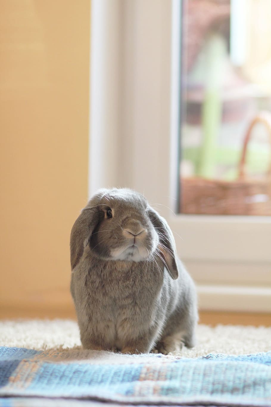 910x1365 Holland Lop 1080P, 2K, 4K, 5K HD wallpaper free download
