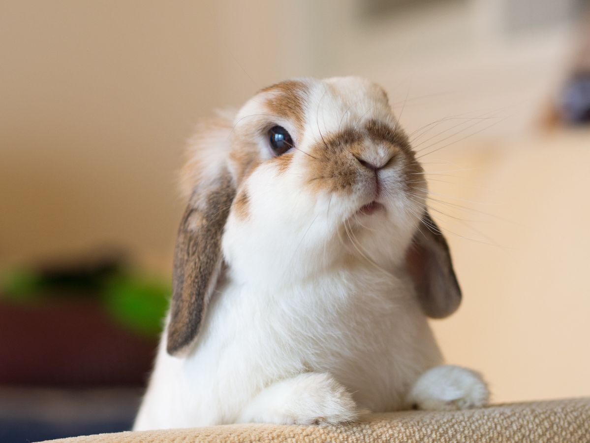 1199x899 HD wallpaper: selective focus photography of brown and white rabbit, food, ready