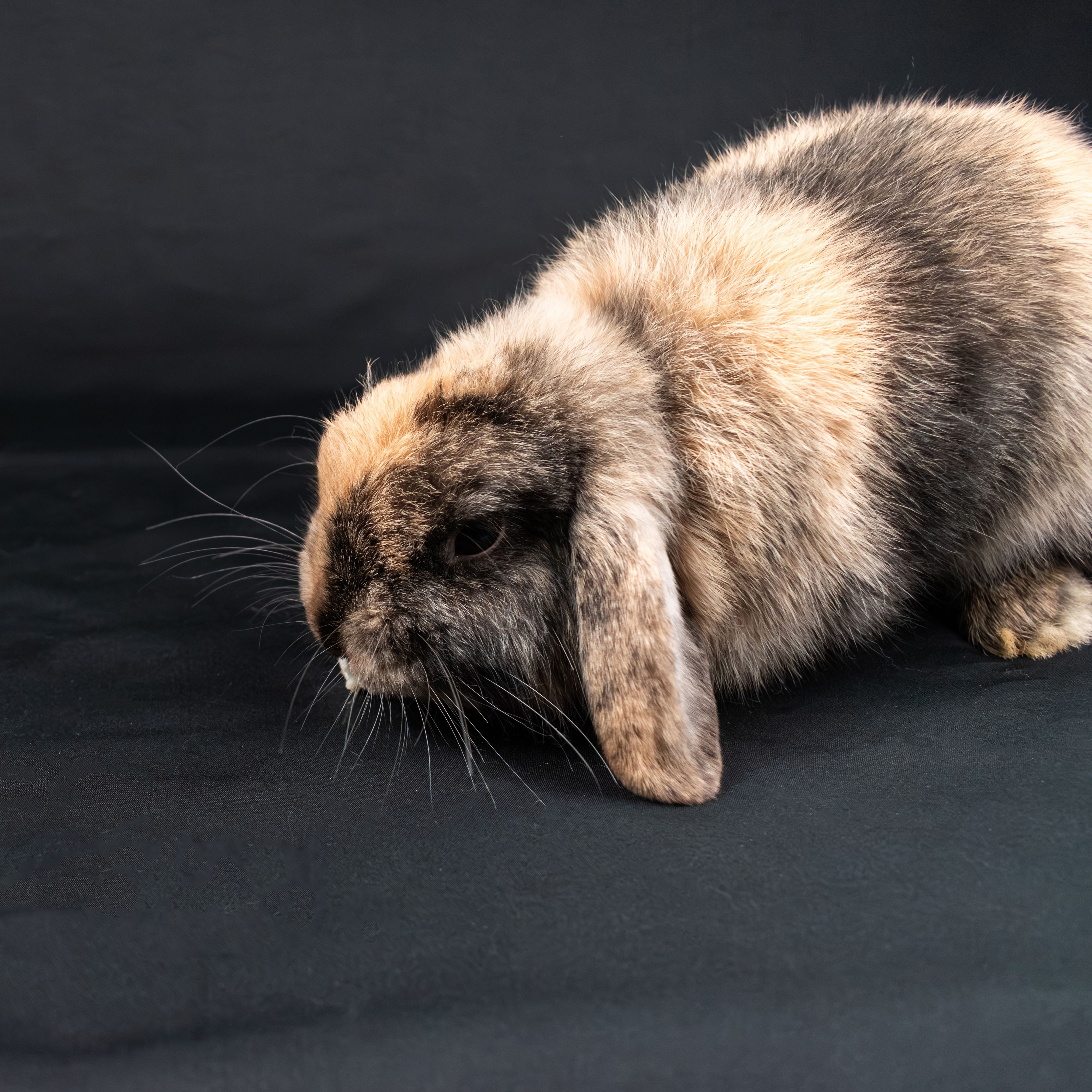 4000x4000 Holland Lop Bunny Photo, Download The BEST Free Holland Lop Bunny & HD Image