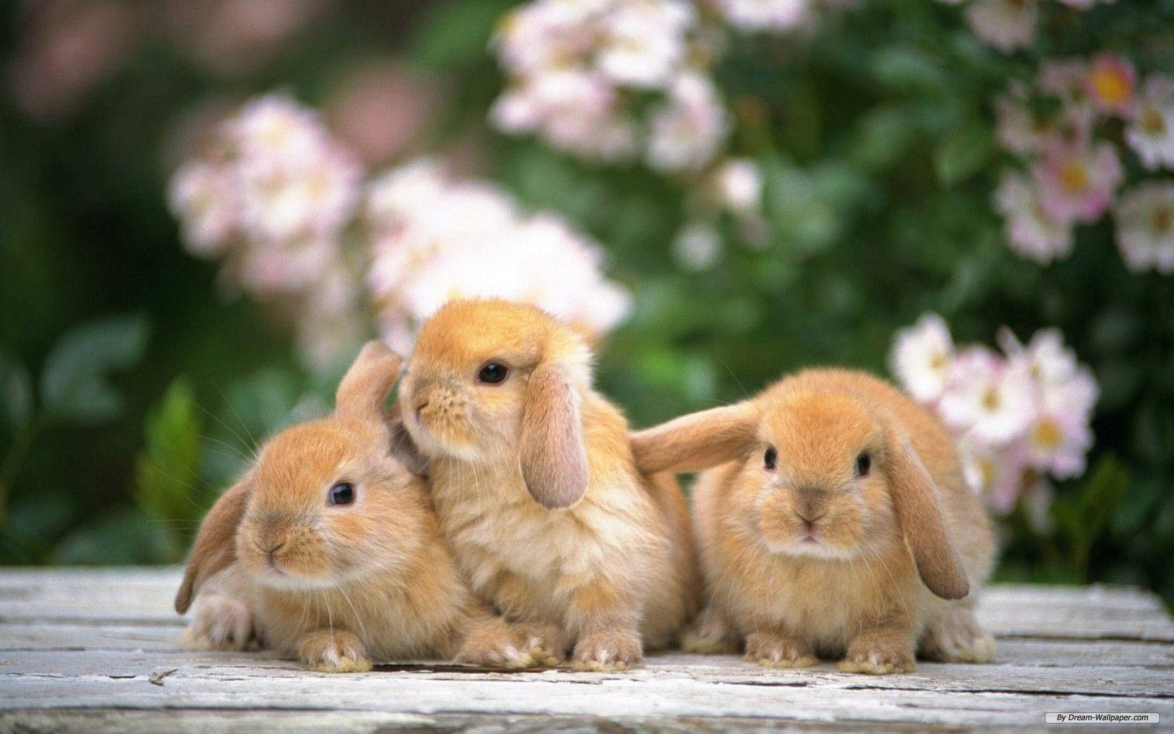 1680x1050 Download Rabbits With Lop Ears Wallpaper