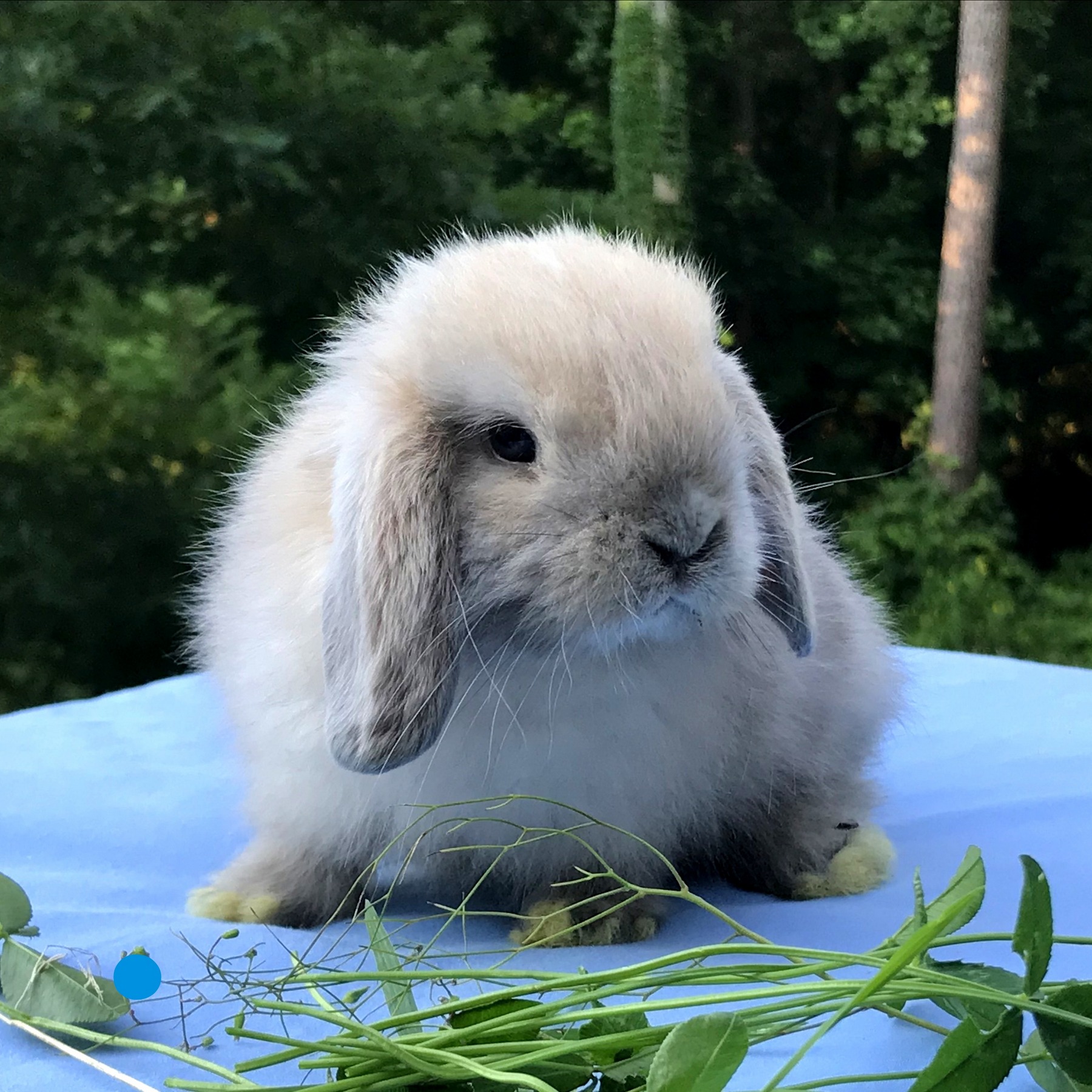1800x1800 Holland Lop, A La Mode's VC Blue Tort Buck Friendly