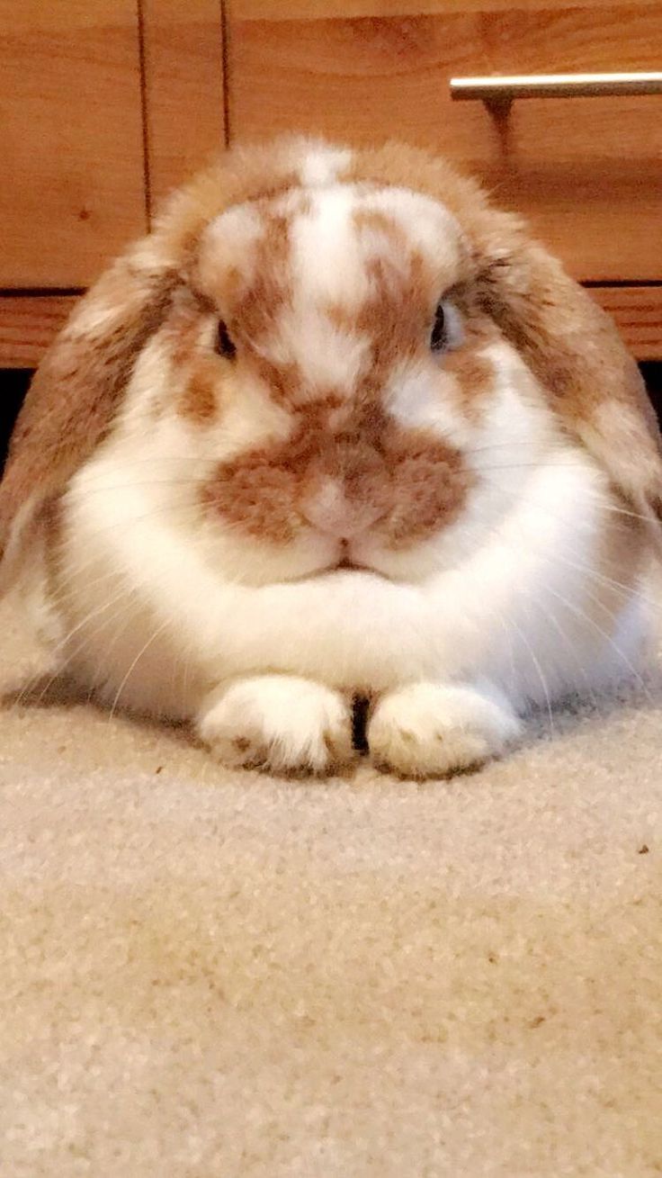 736x1309 Brown and white bunny. Holland lop wallpaper, Brown and white bunnies, Lop bunnies