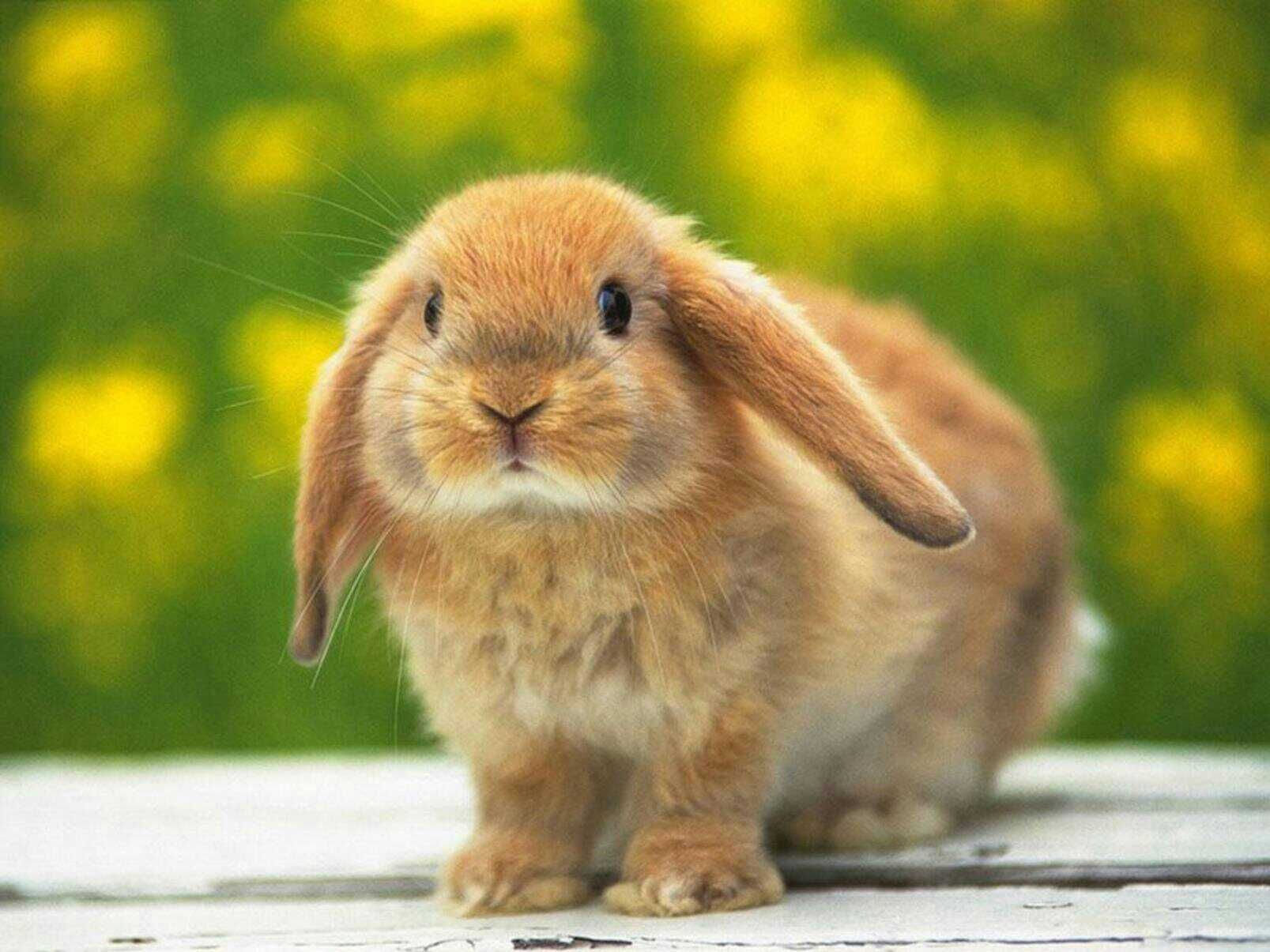 1607x1205 Mini Lop Wallpaper