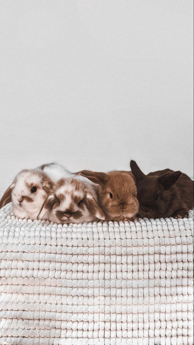 676x1200 H o l l a. Baby bunnies wallpaper, Cozy bunny, Holland lop bunny wallpaper