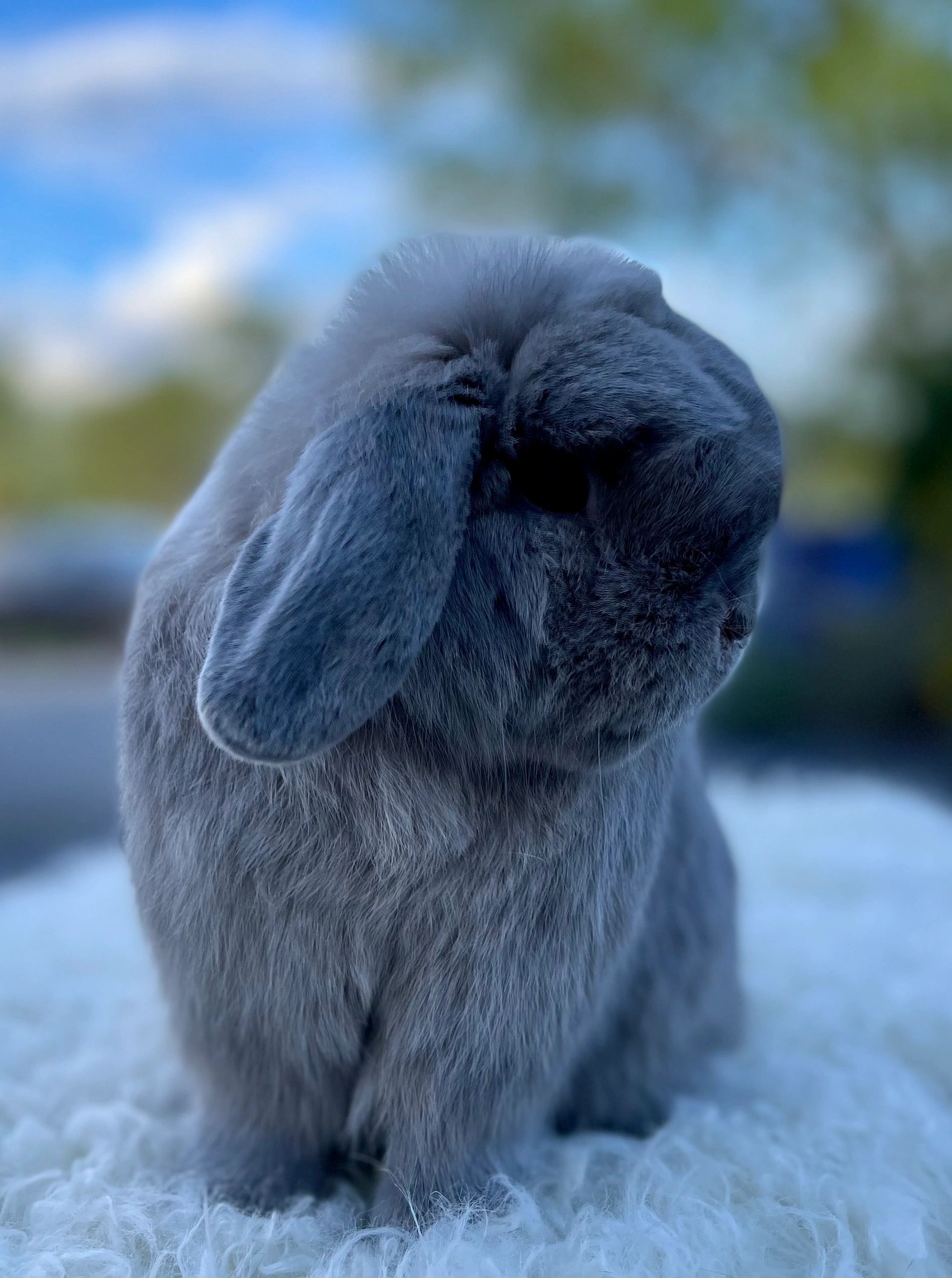 1907x2560 Holland Lop Rabbits Grey French Lop French Lop Image