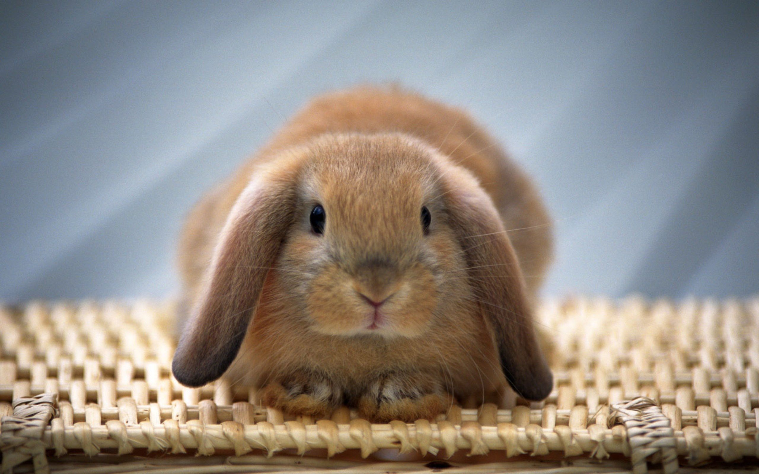 2560x1600 Adorable Rabbit HD Wallpaperx1600