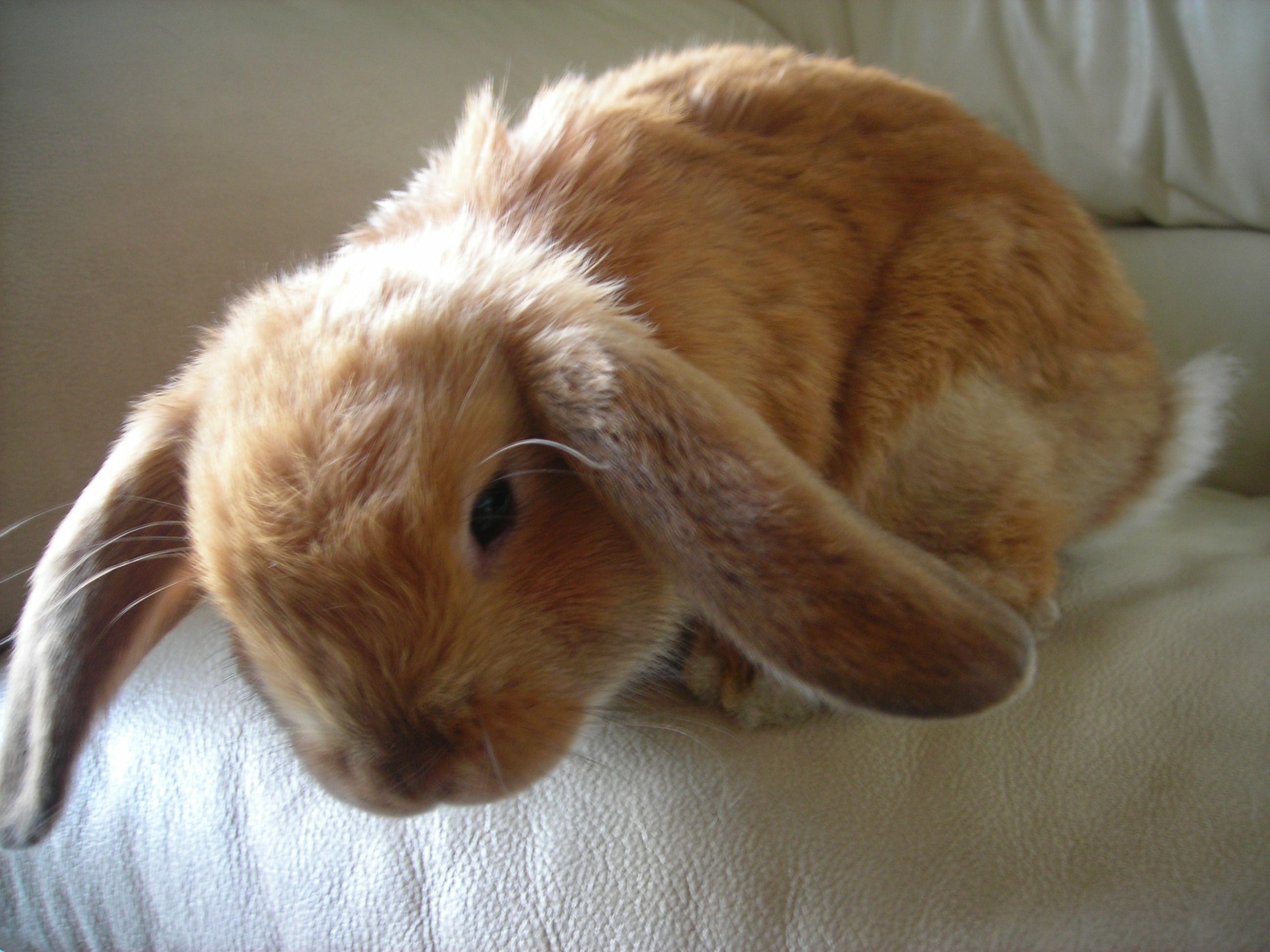 2592x1944 Holland lop