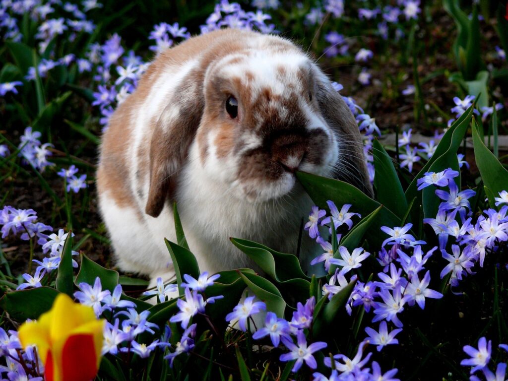 1024x768 How to Care for a Holland Lop Rabbit: A Complete Pet Care Guide
