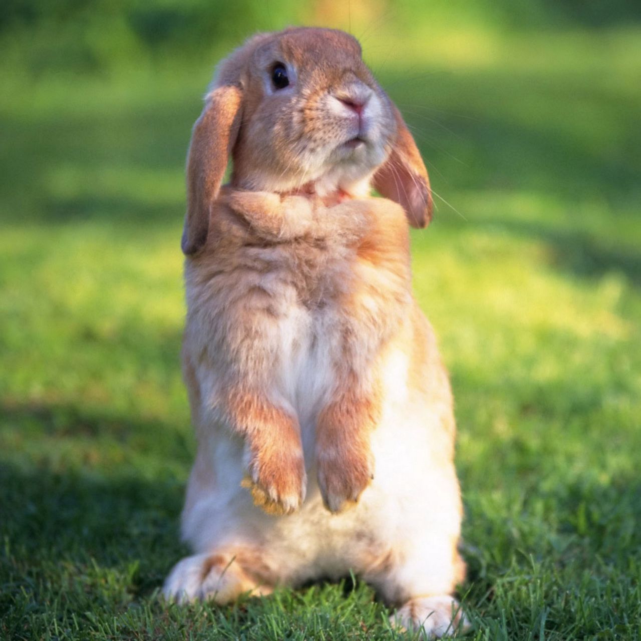 1280x1280 Mini Lop Wallpaper