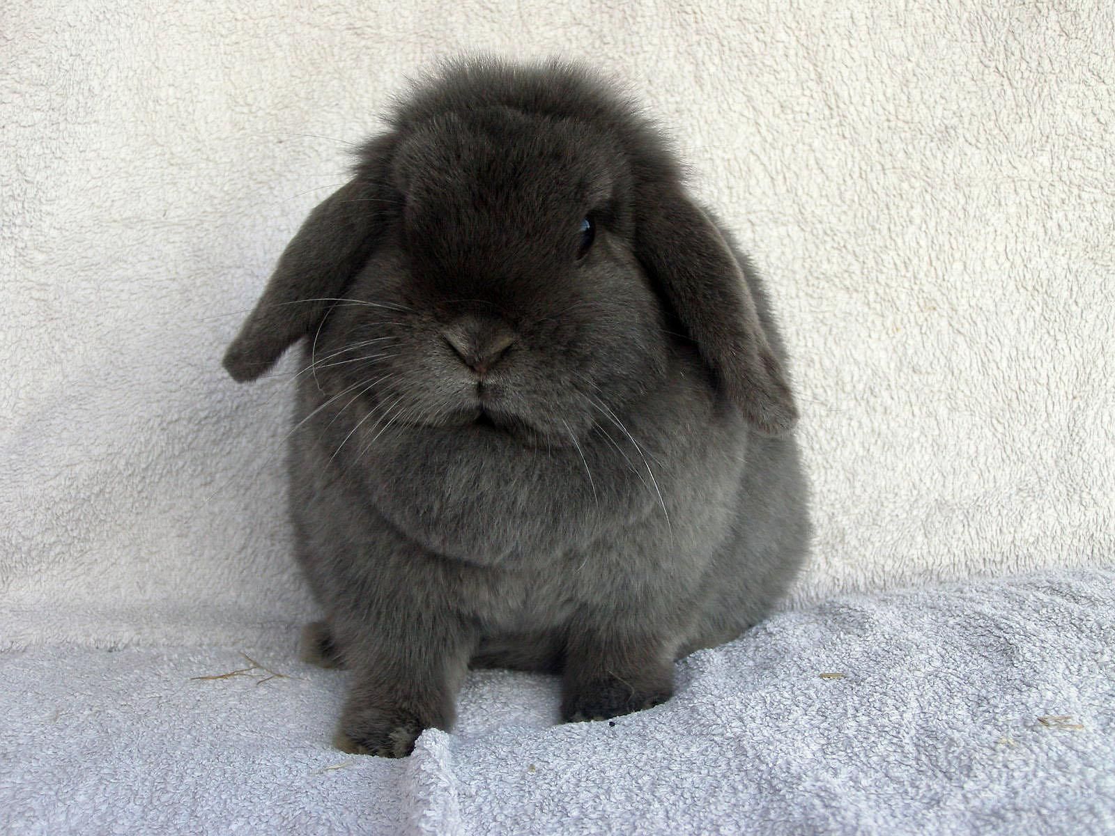 1600x1200 Holland Lop Wallpaper