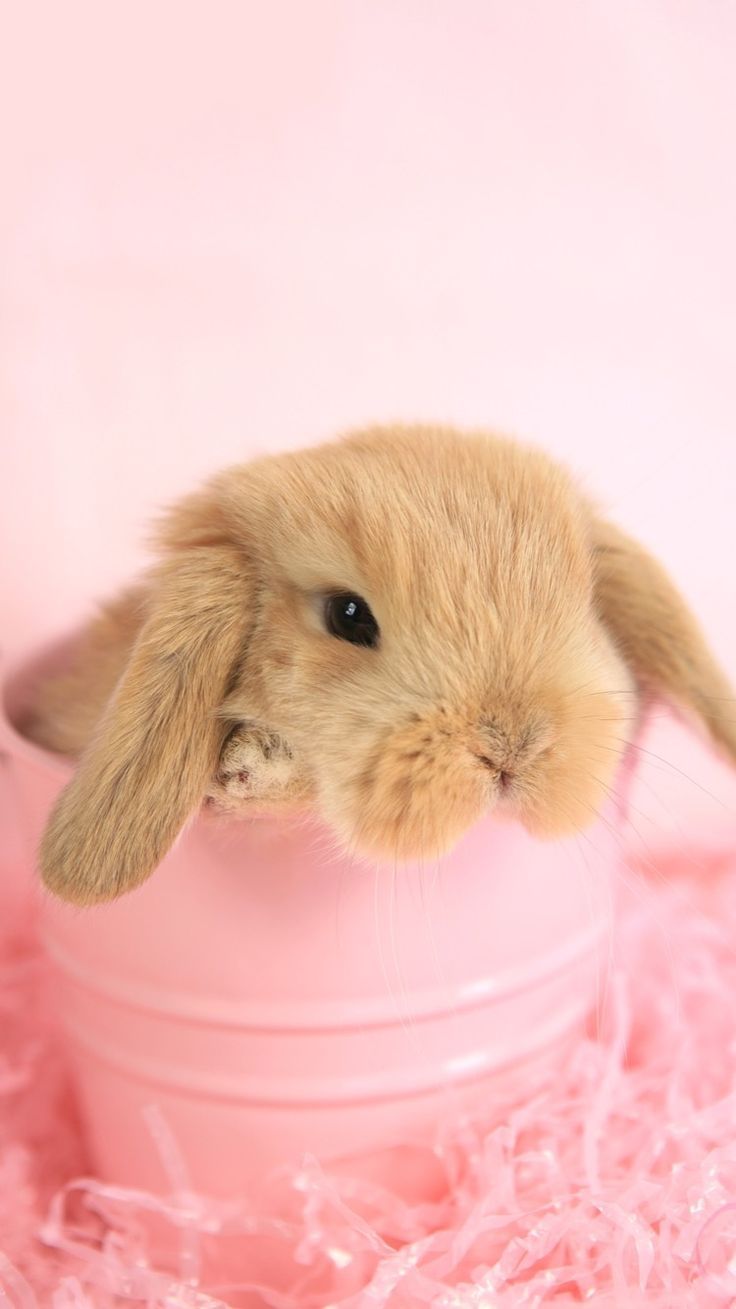 736x1309 Cute Bunny Wallpaper for Easter. iPhone spring wallpaper, Cute pink background, Rabbit wallpaper