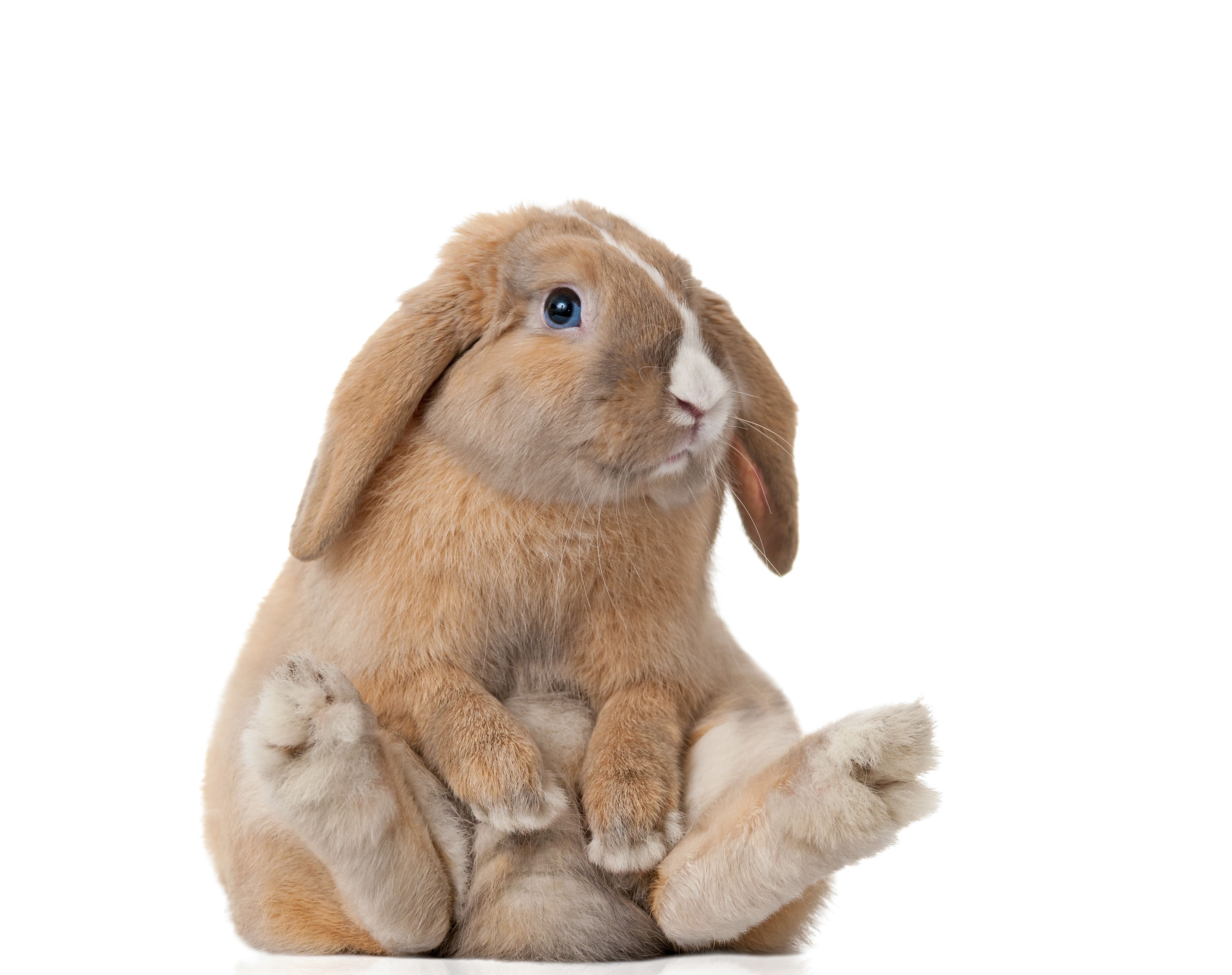 3495x2765 of The Most Adorable Bunnies Wallpaper Definition, High Resolution HD Wallpaper : High Definition, High Resolution HD Wallpaper