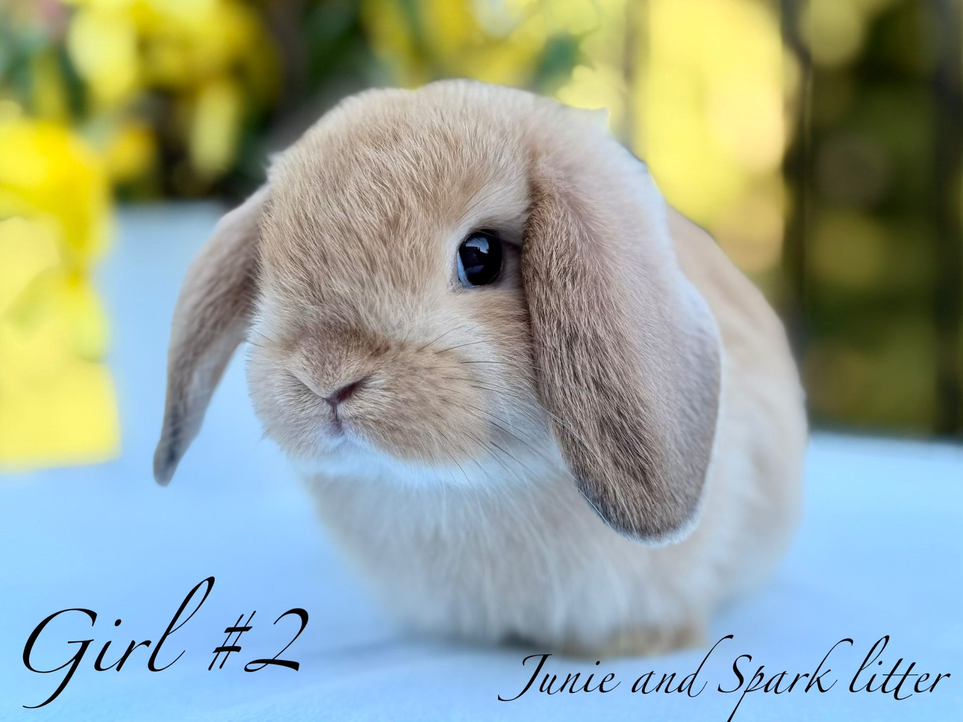 1920x1440 Holland Lop Rabbits for Adoption in Maryland, Virginia & DC. Annie's Holland Lop Bunnies