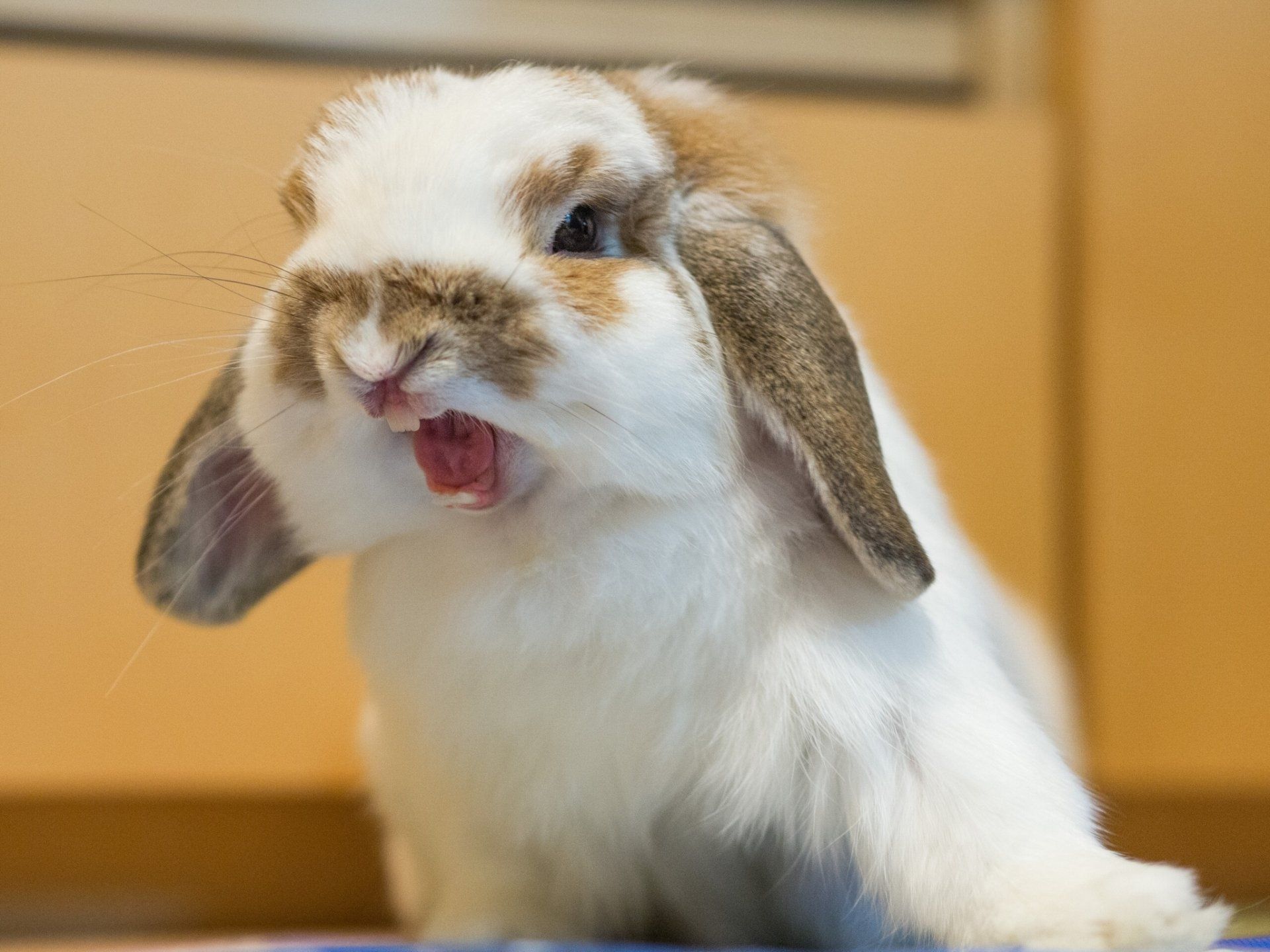 1920x1440 HD Cute Rabbit Portrait