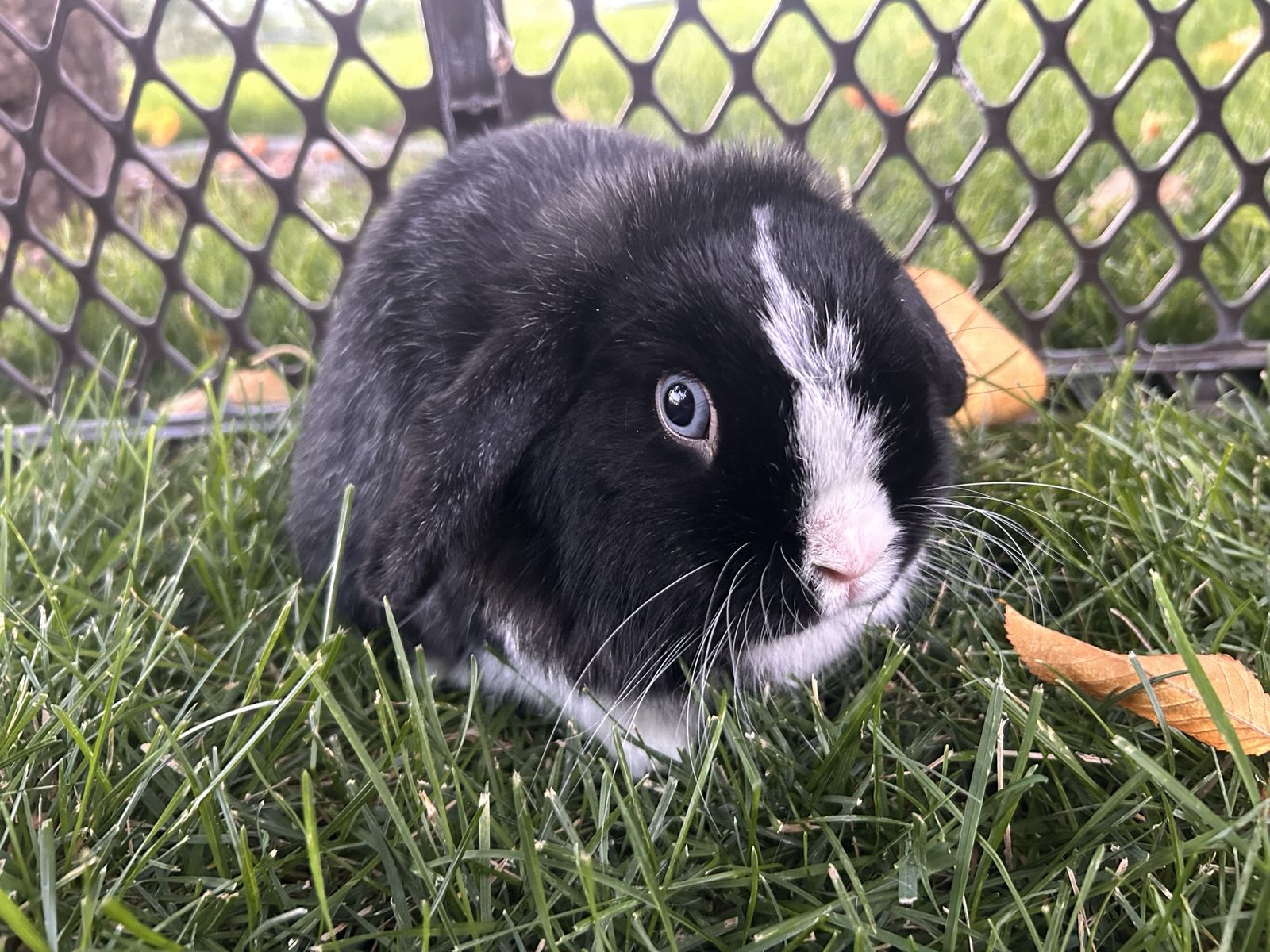 1600x1200 Holland lop