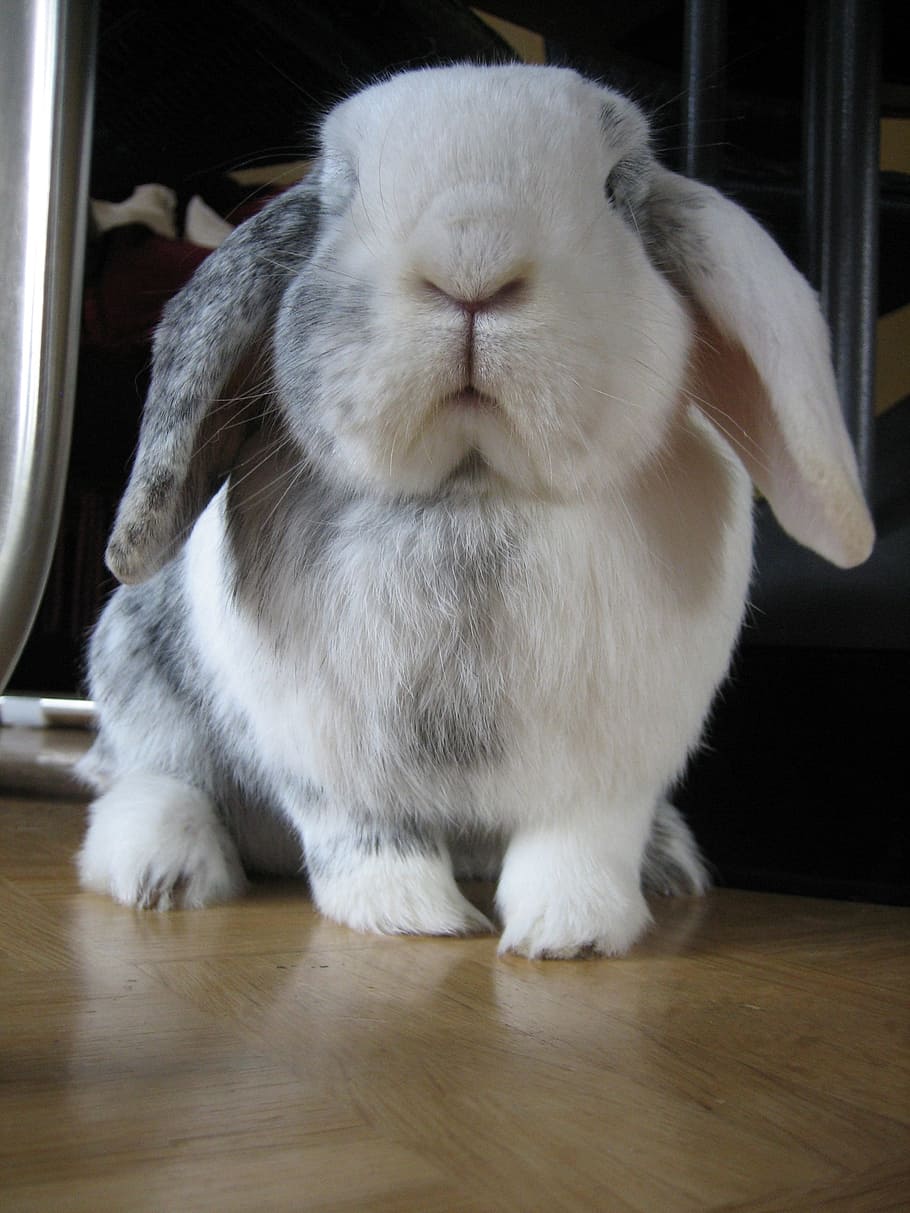 910x1213 HD wallpaper: white and gray rabbit on brown floor, black and white, pet, cute