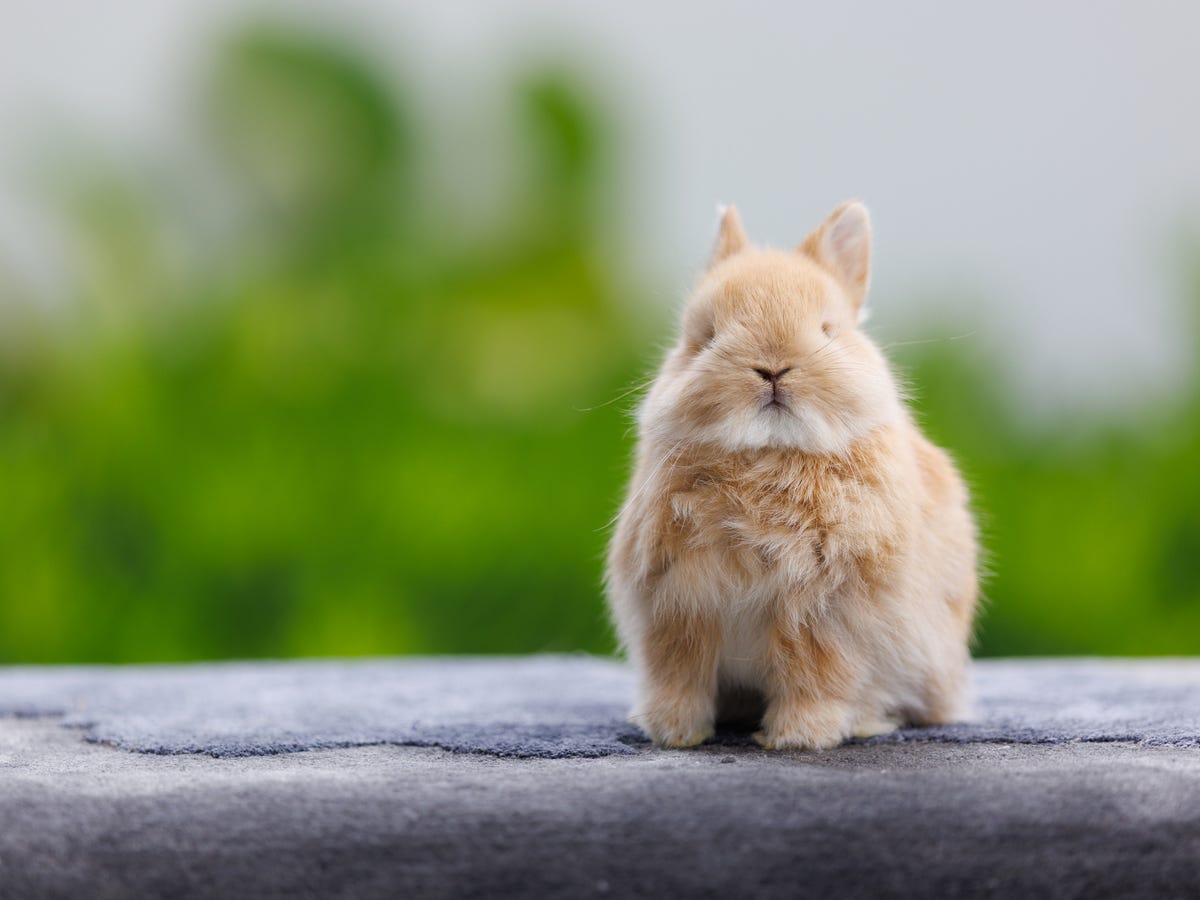 1200x900 Holland Lop Bunnies That Stay Small Forever 30 Cutest Bunny Breeds That Make Perfect Pets