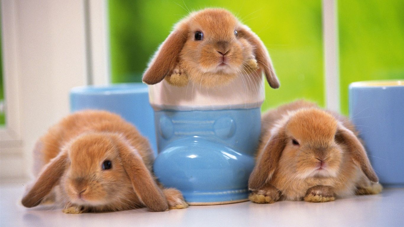 1366x768 Bunny Background Wallpaper 19859