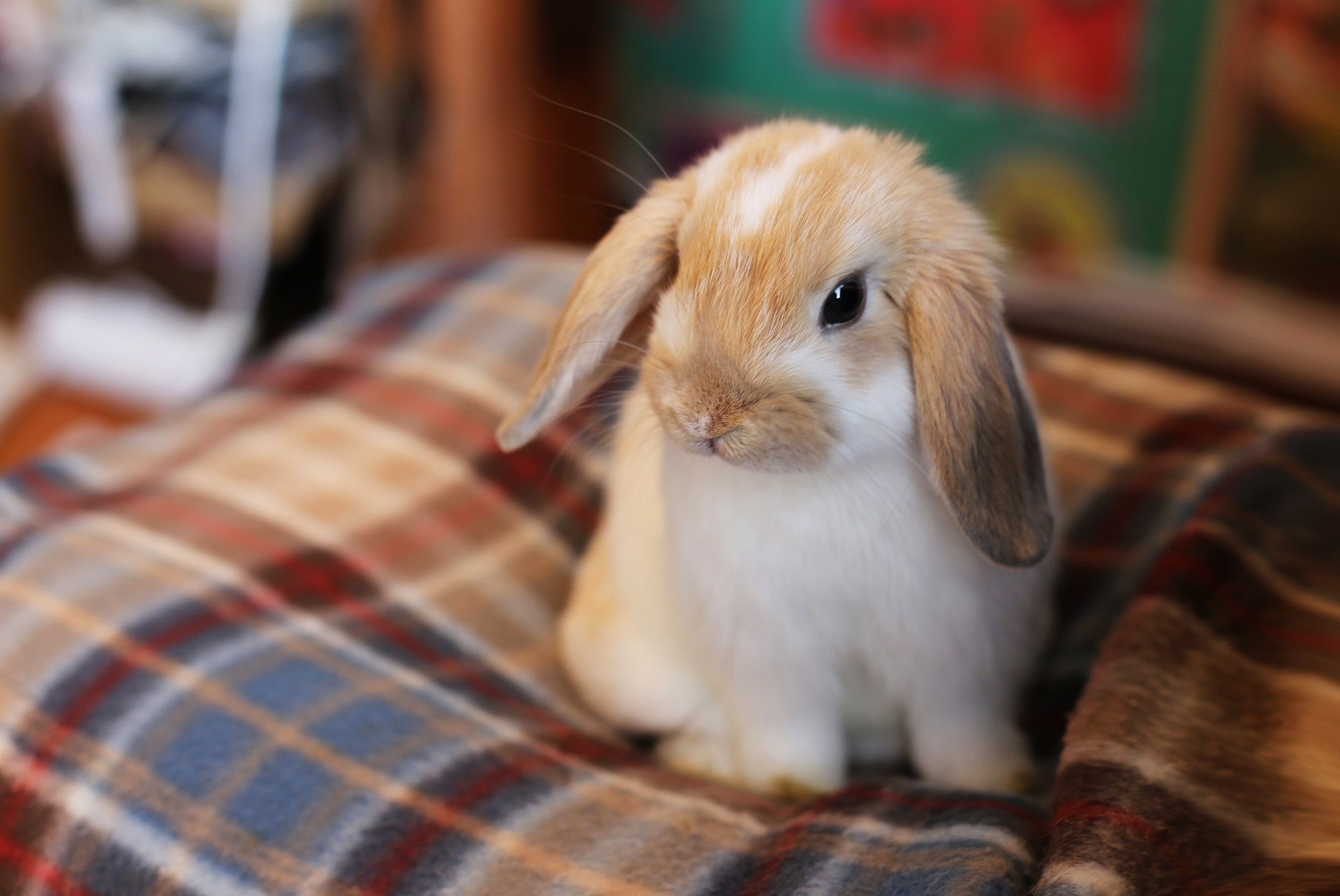 2000x1338 Download Baby Animal Animal Rabbit HD Wallpaperx1338