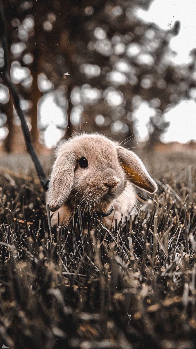 675x1200 Adorable Rabbit in the Grass. Hase wallpaper, Holland lop bunny wallpaper, Bunny photography