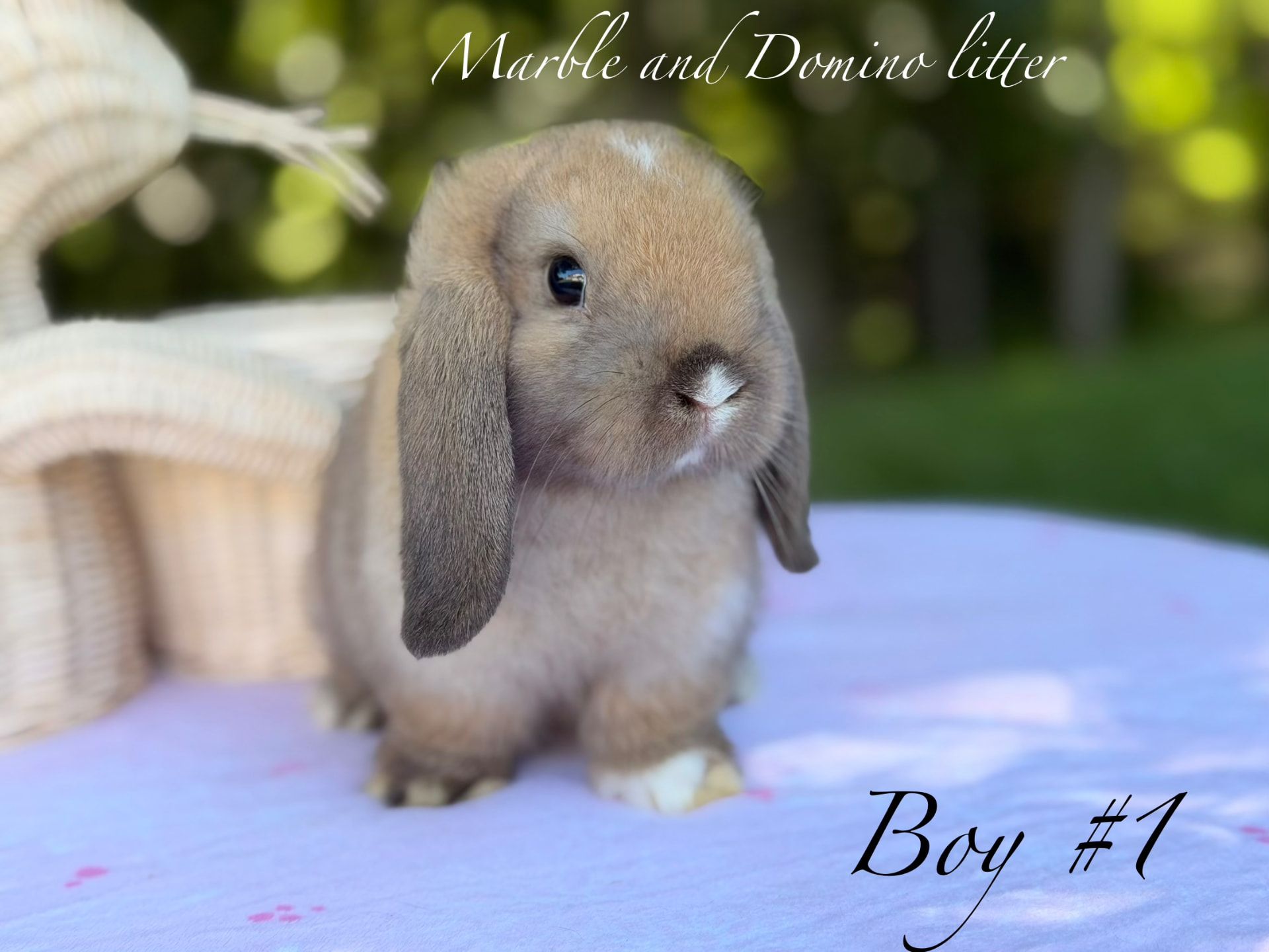 1920x1440 Holland Mini Lop Adoption Holland Lop Zooplus Magazine