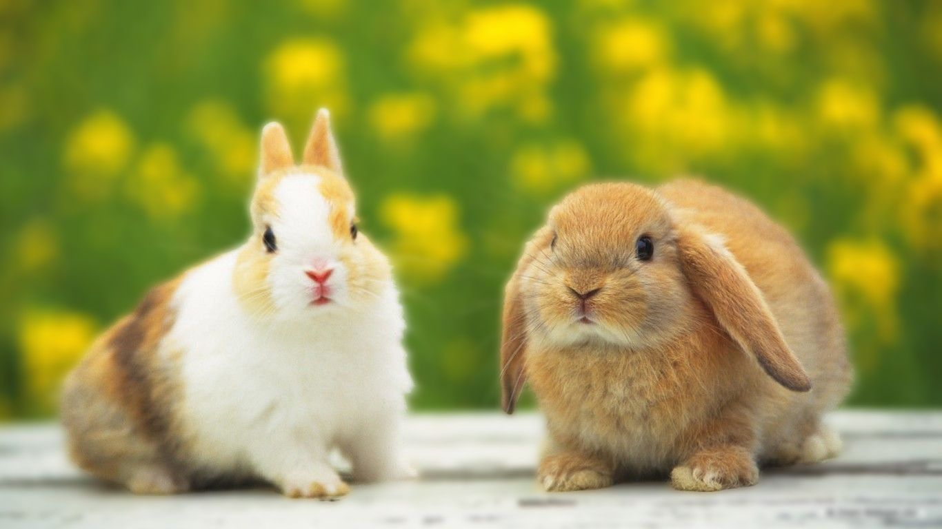 1366x768 Rabbit HD Desktop Wallpaper 77991