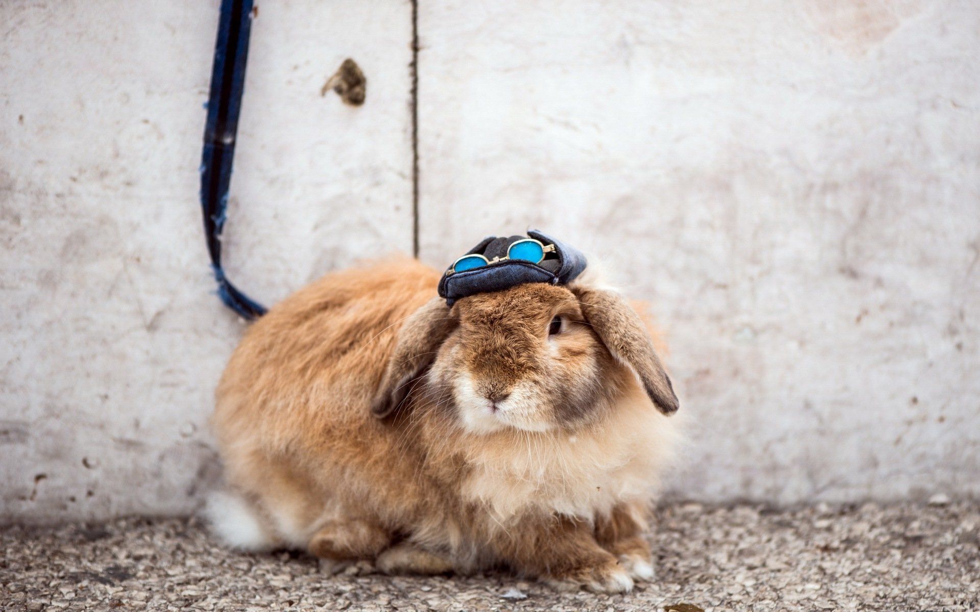 1920x1200 Cool Goggled Fluff: HD Rabbit Wallpaperx1200