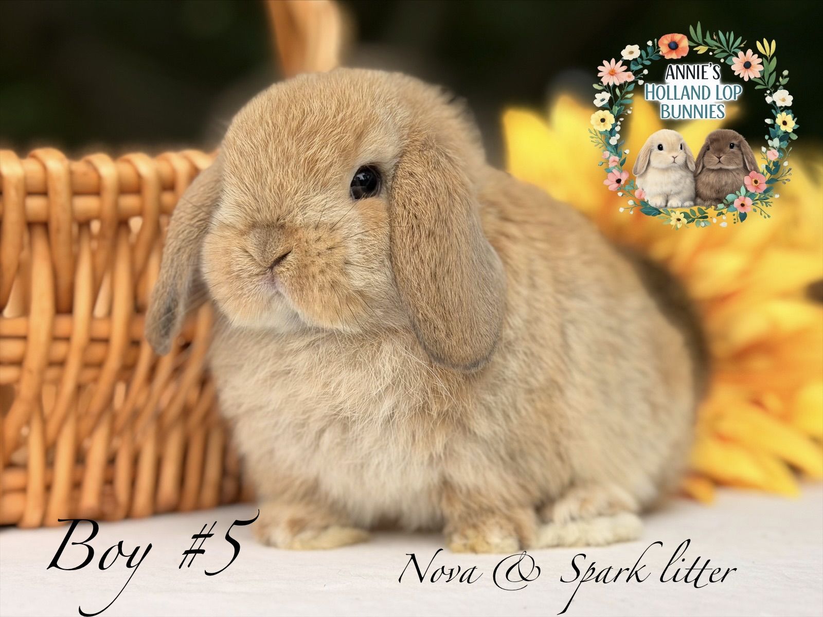 1600x1200 Holland Lop Rabbits for Adoption in Maryland, Virginia & DC. Annie's Holland Lop Bunnies