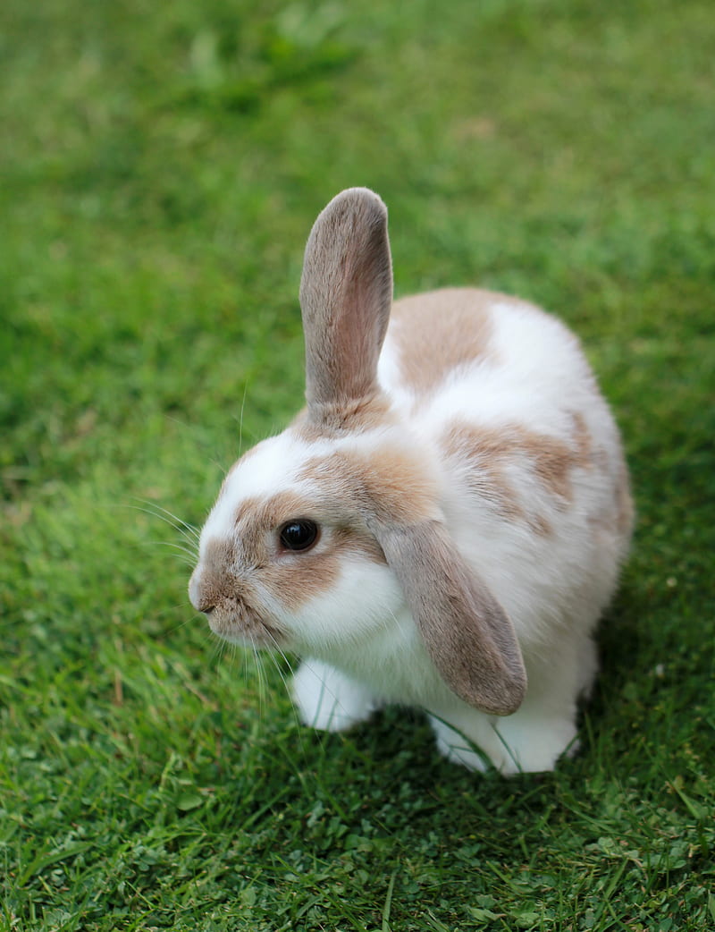 800x1042 White and brown rabbit, HD phone wallpaper