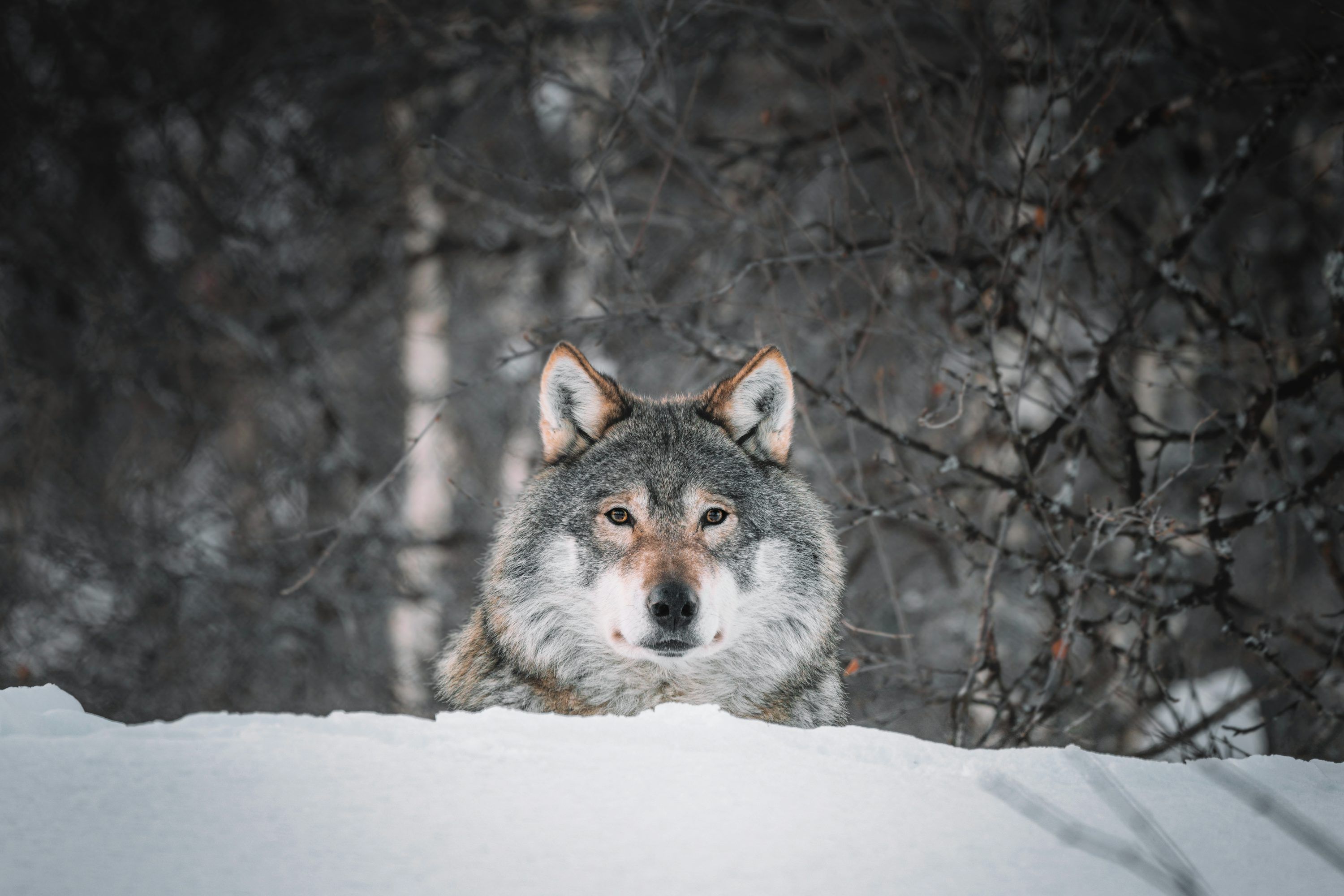 3000x2000 Snow Wolf Picture. Download Free Image