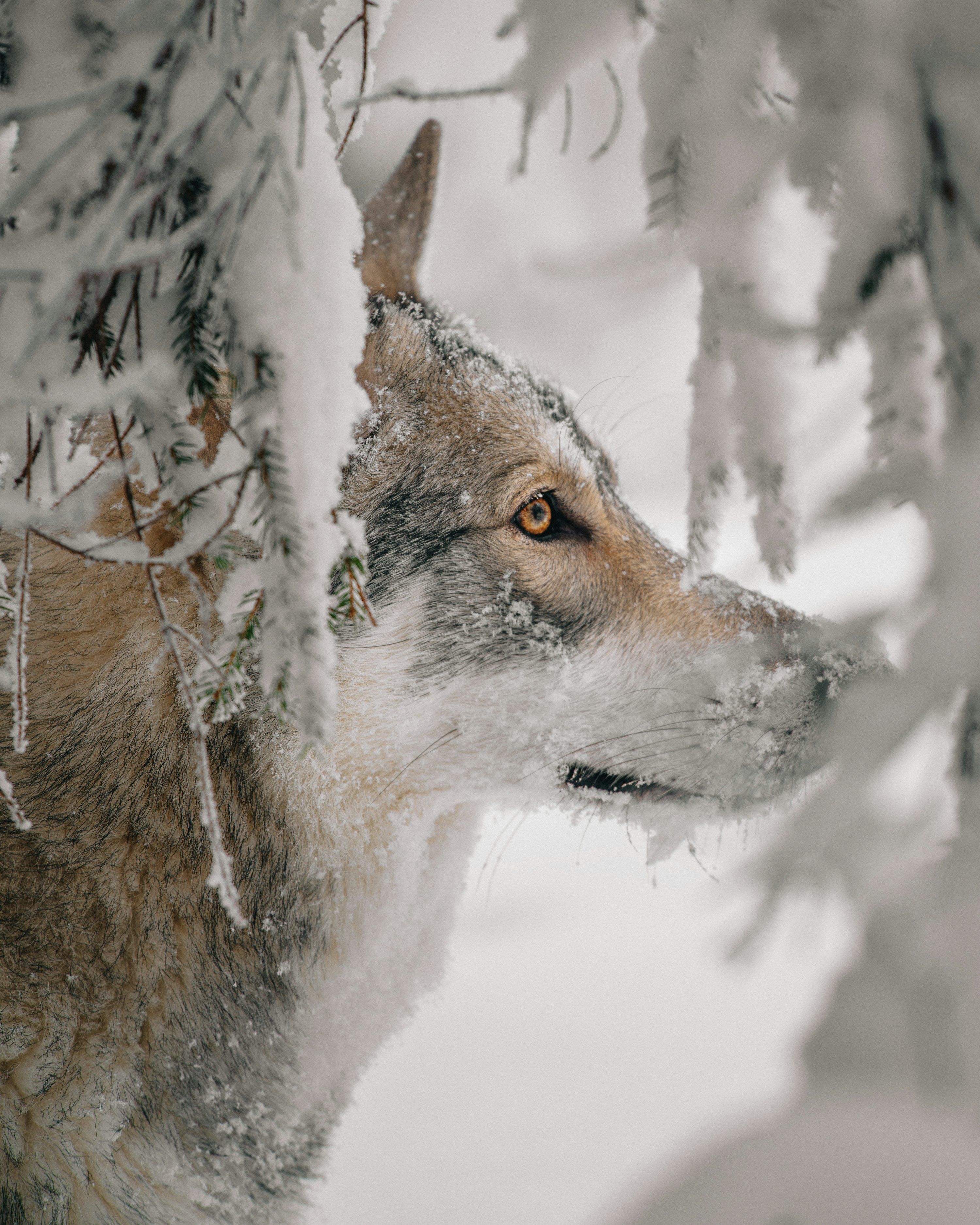 3000x3750 Snow Wolf Picture. Download Free Image
