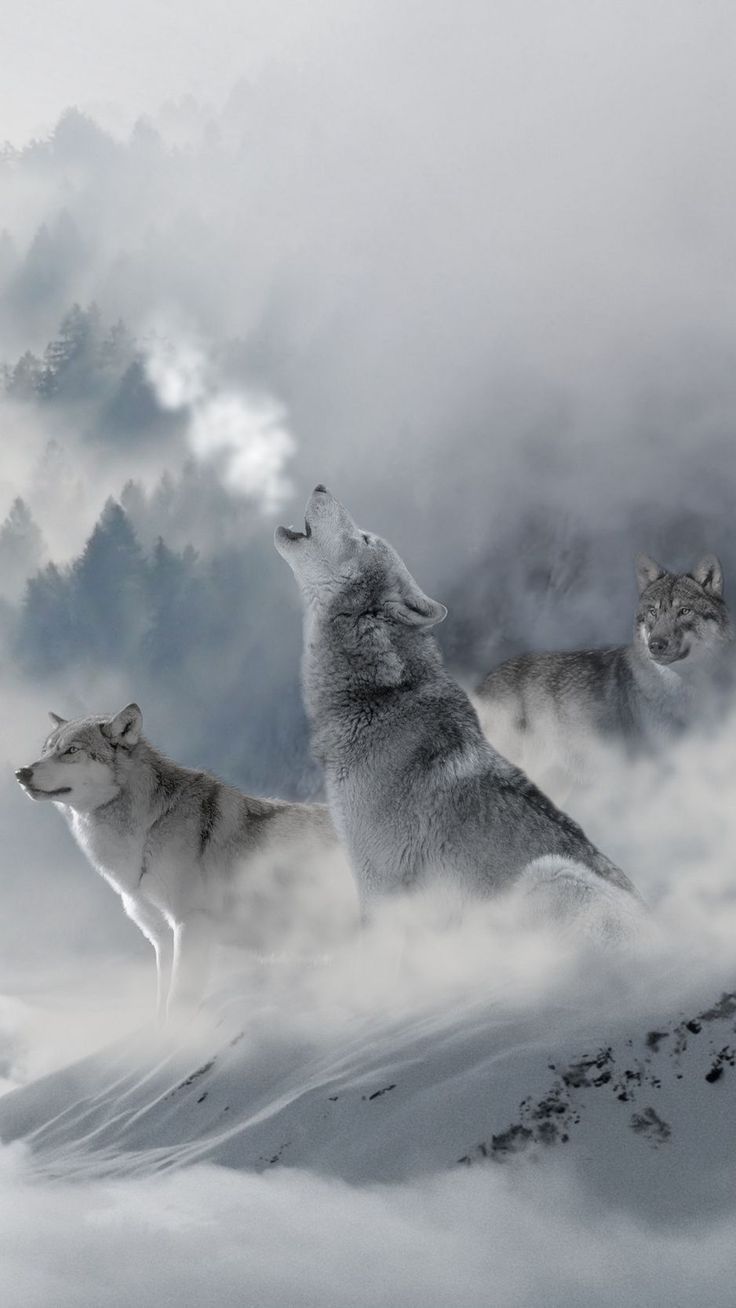 736x1308 Three White Wolves Running in the Snow. iPhone wallpaper wolf, Tier wolf, Wolf photography