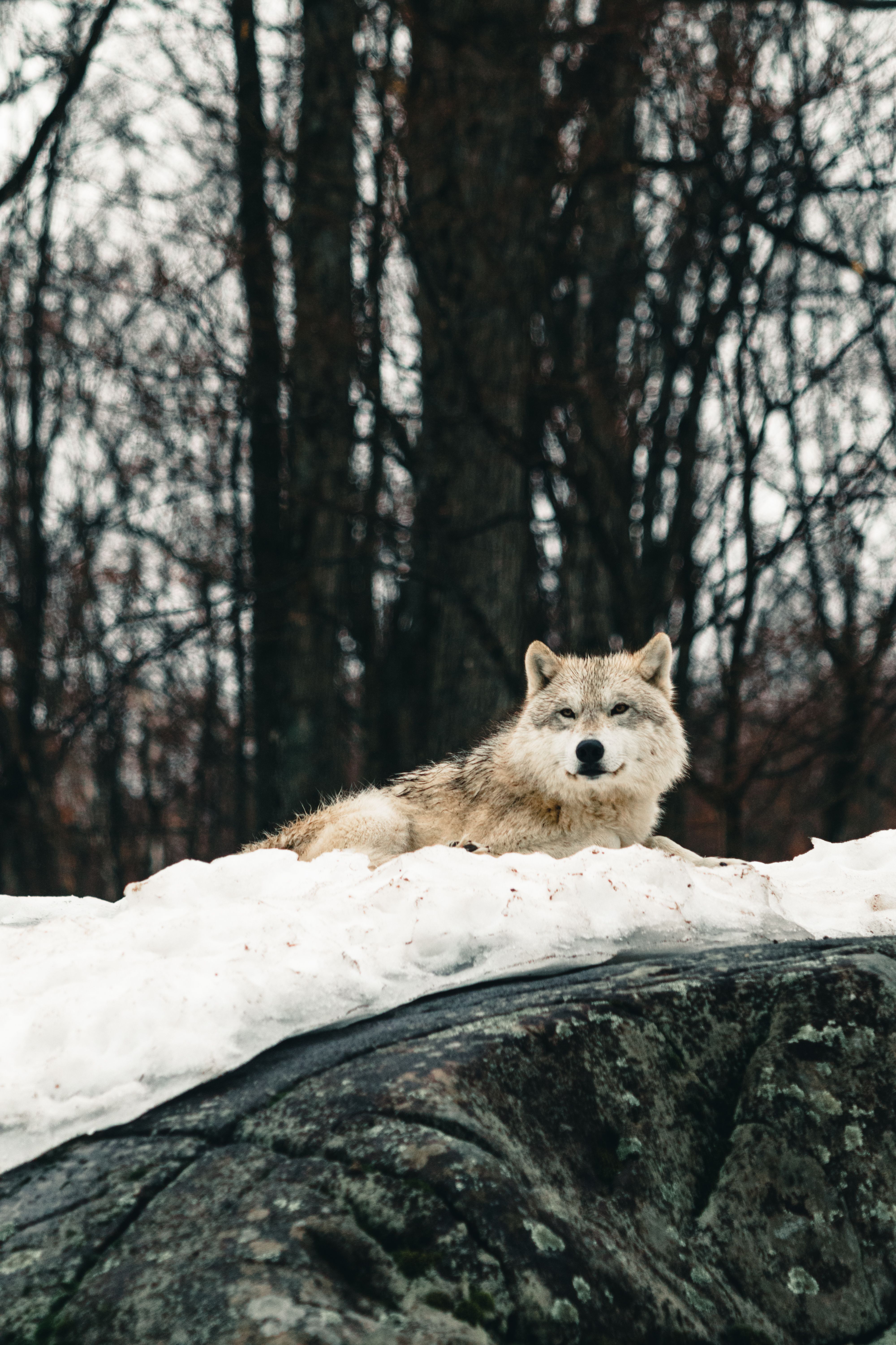 4000x6000 A Wolf on the Snow · Free