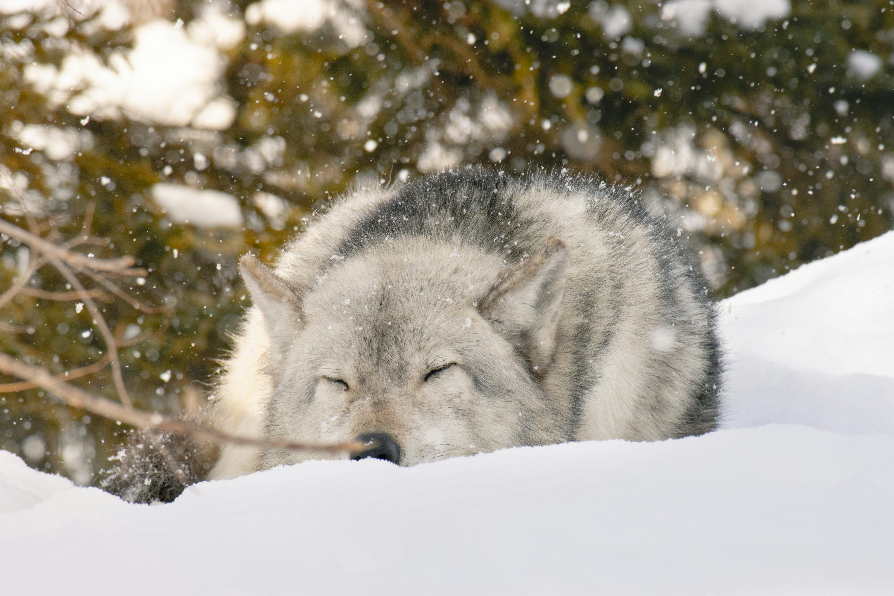 3000x2000 A wolf is laying down in the snow