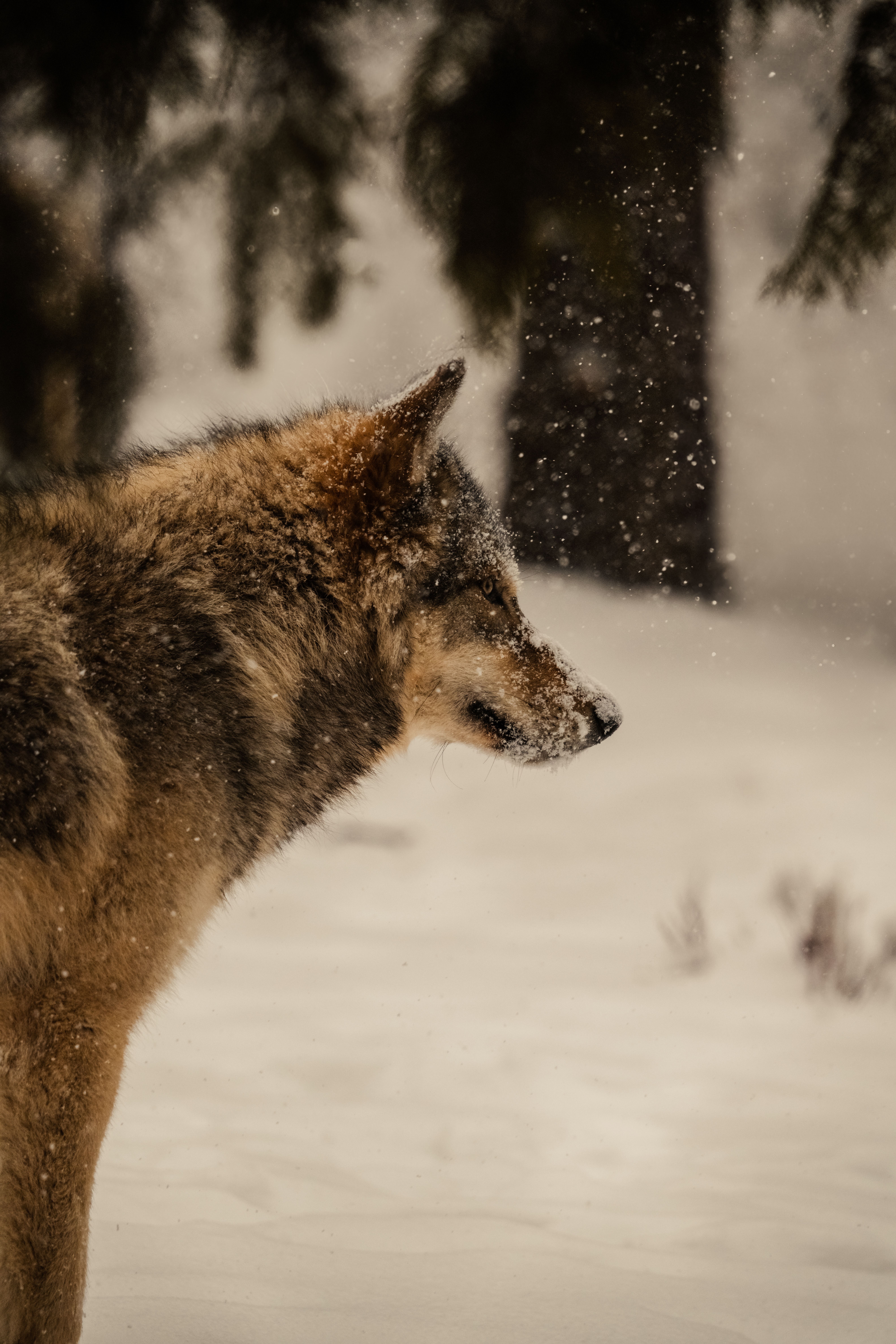 6336x9504 Majestic Gray Wolf in Winter Snowy Forest · Free
