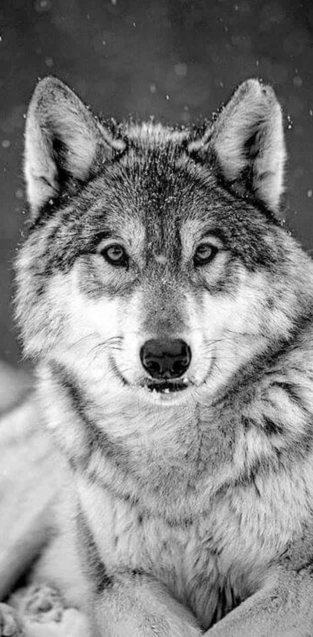 630x1280 Download Majestic Wolf in Snowy Wilderness Wallpaper