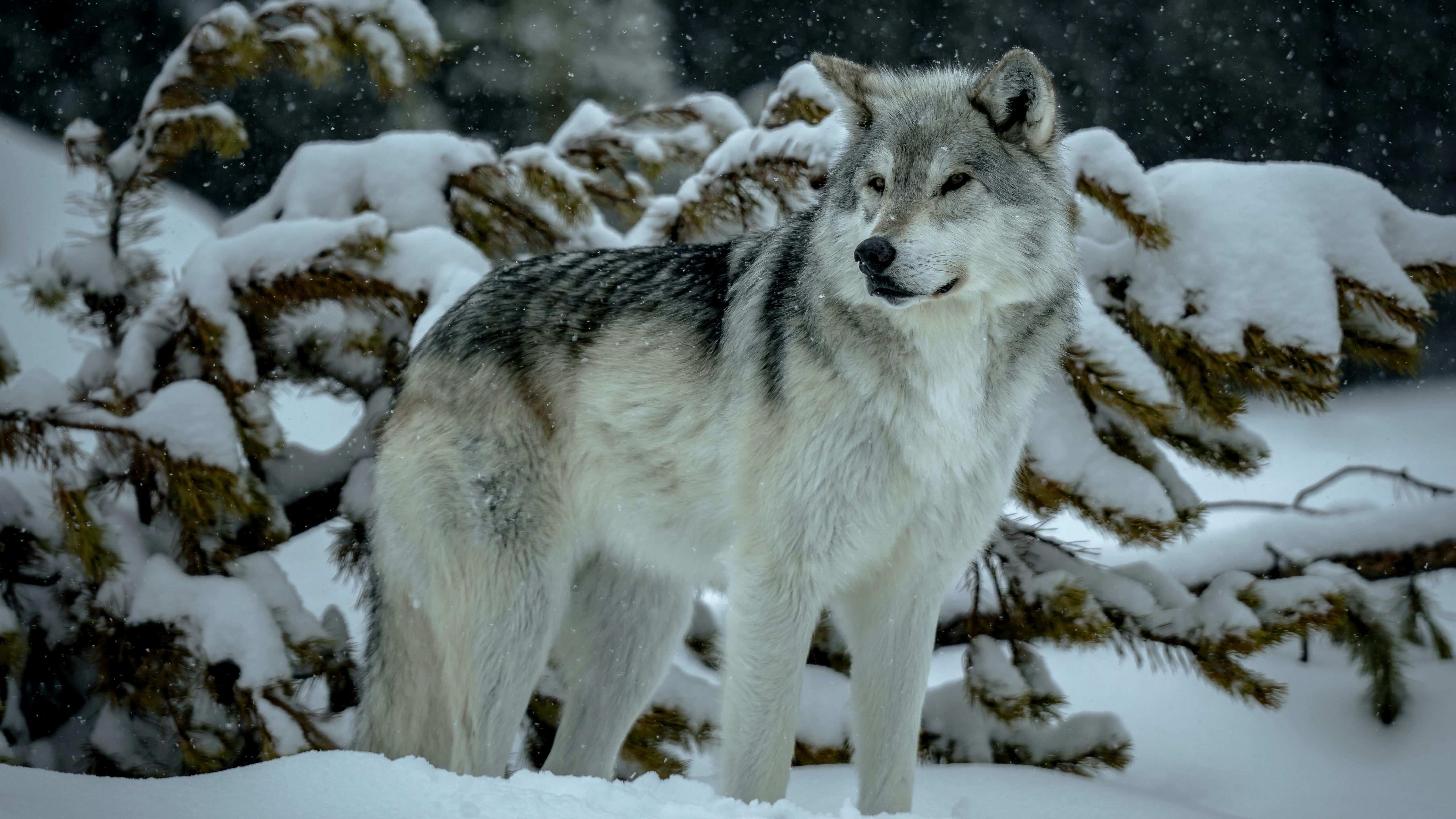 5120x2880 Majestic Gray And White Wolf Stands Alert In Deep Snow, Surrounded By Snow Covered Trees 4K 5K HD Wolf Wallpaper