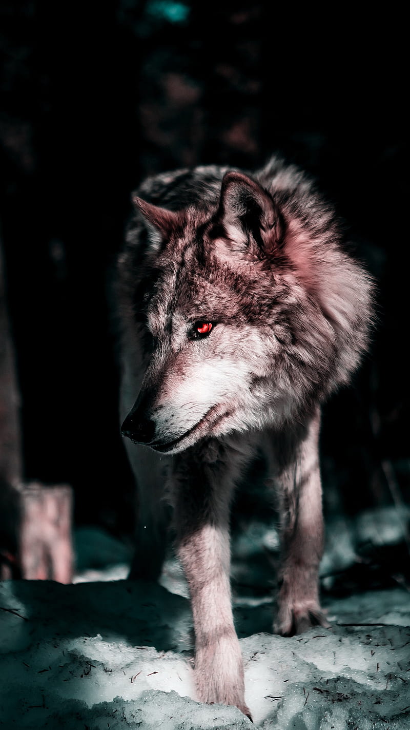 800x1422 Snow Wolf, snow, wolf, wolves, HD phone wallpaper