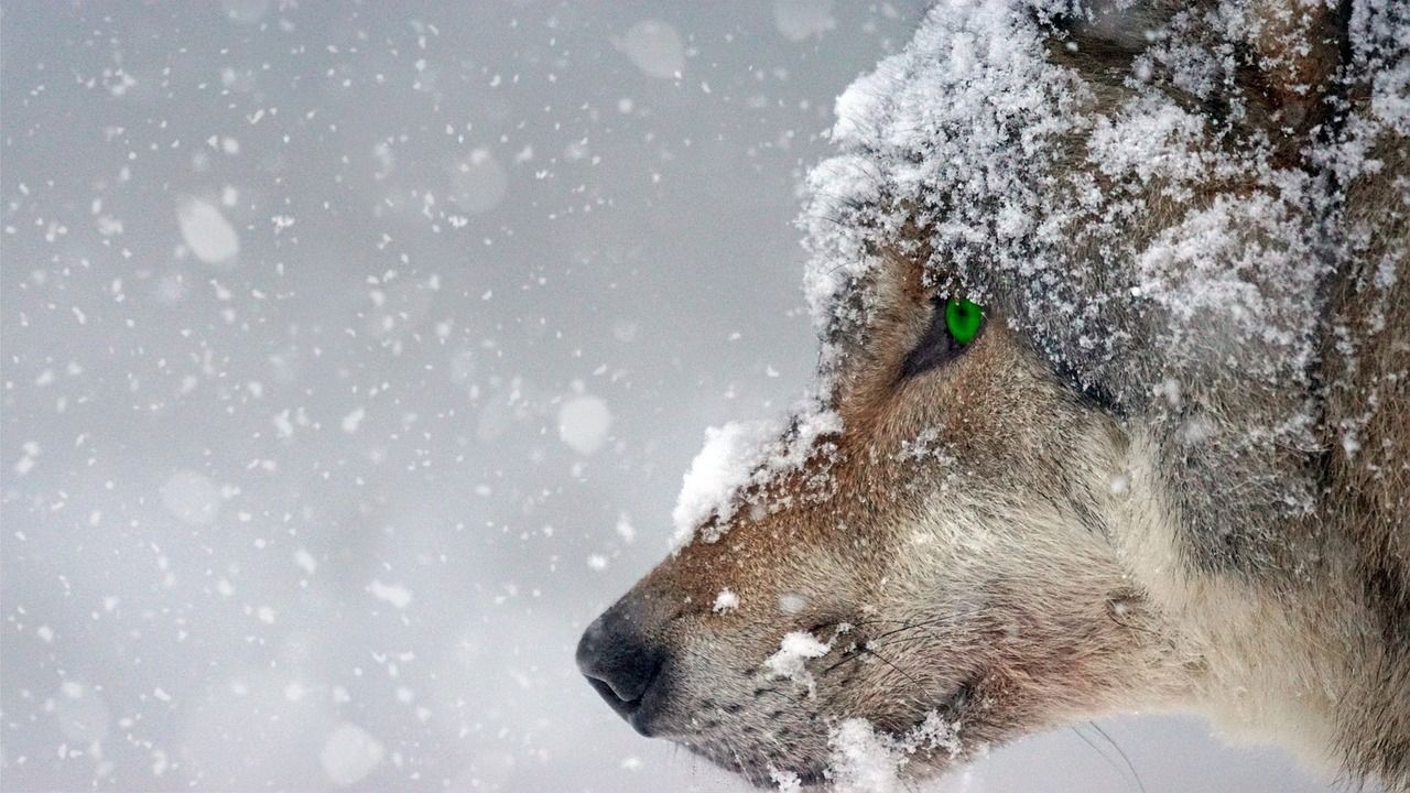 1280x720 Wolf Winter Snow
