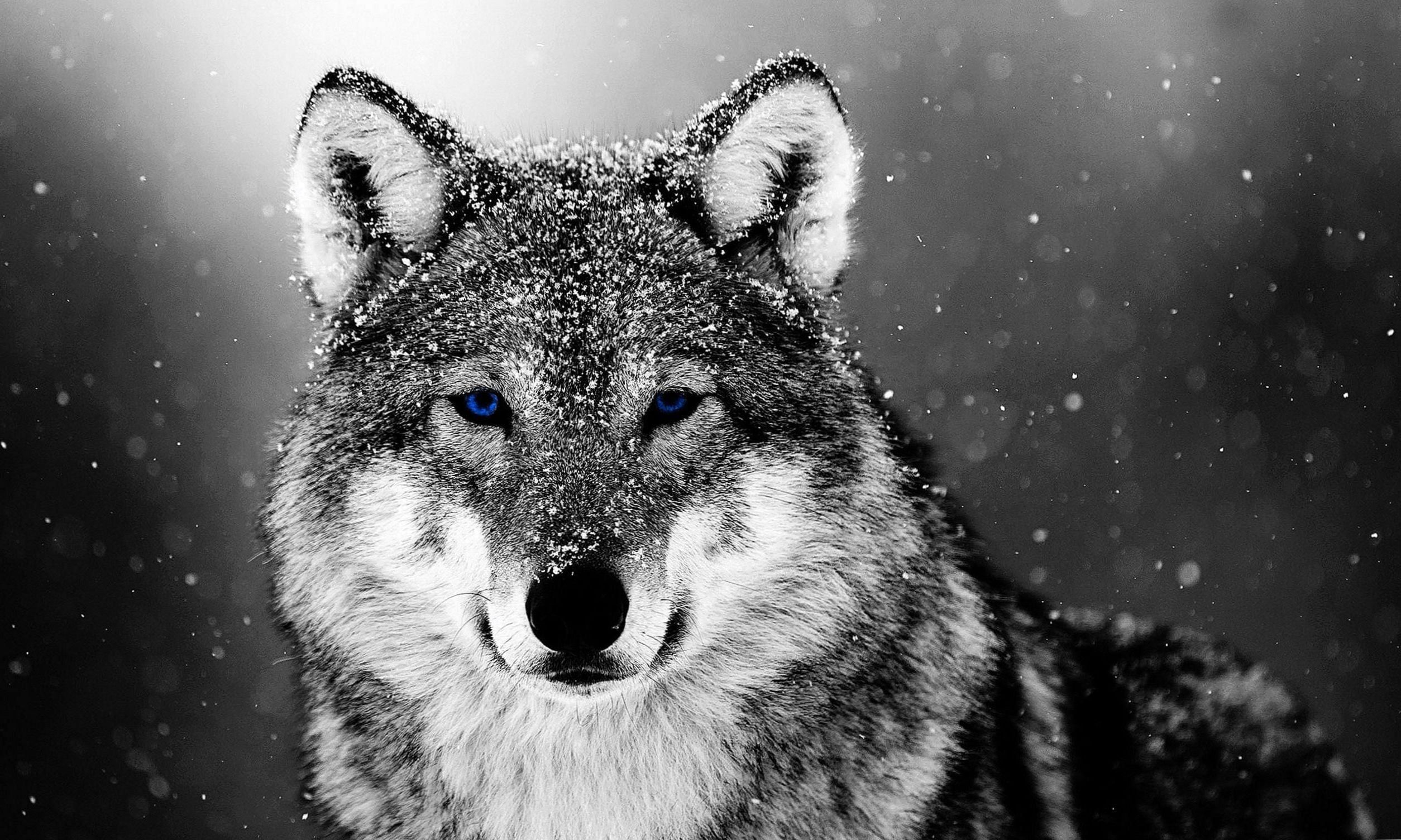 2509x1505 Wolves In Snow Wallpaper